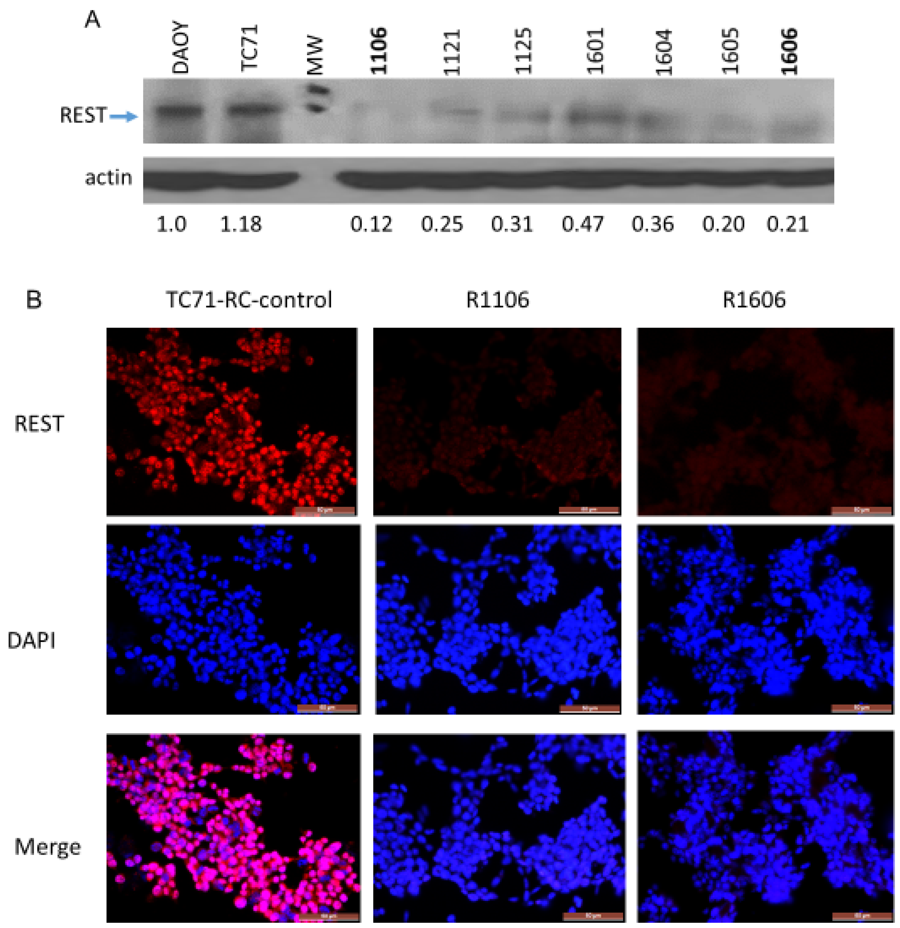 Cancers 12 01405 g001