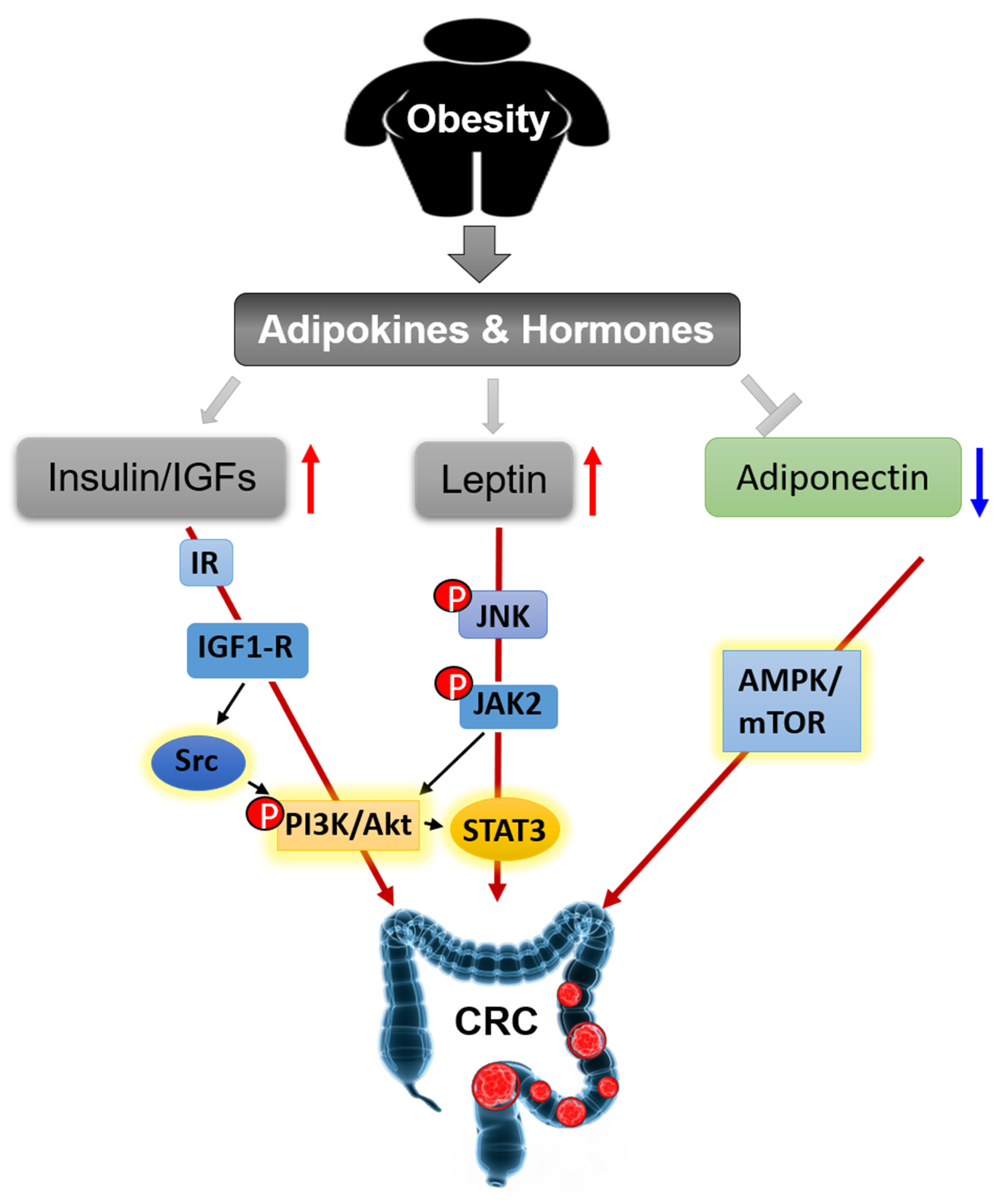 Cancers 12 01408 g004 Cancers 12 01408 g004
