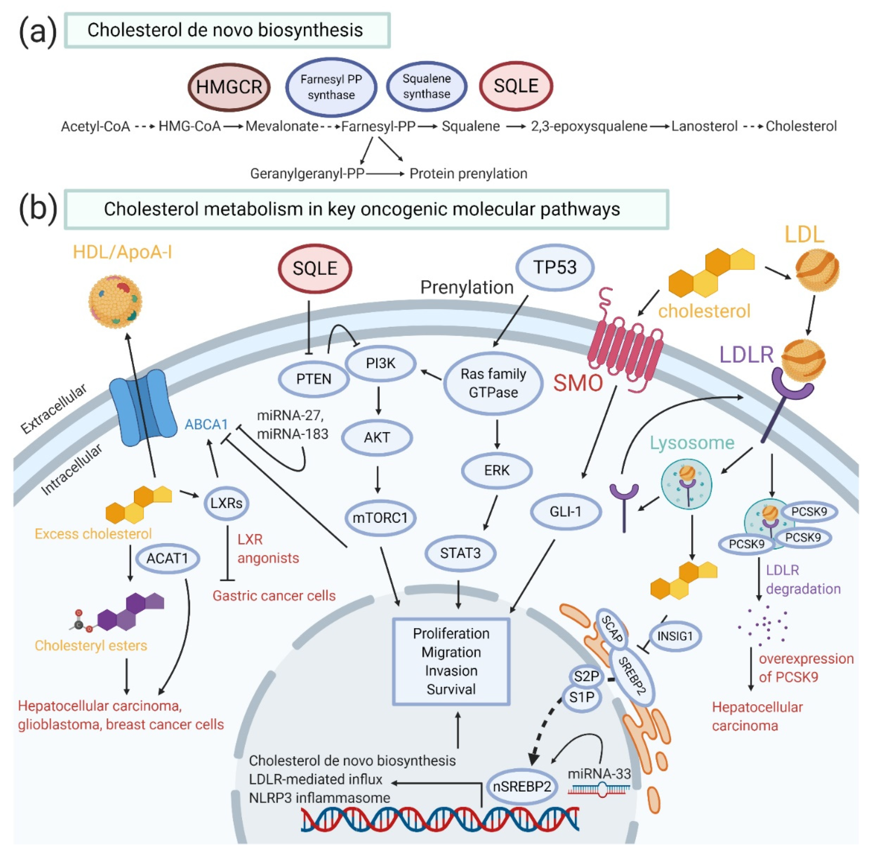 Cancers Free Full Text The Pivotal Role Of The Dysregulation Of Cholesterol Homeostasis In Cancer Implications For Therapeutic Targets Html