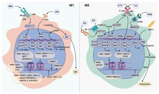 Transcription factor KLF4 regulated STAT1 to promote M1 polarization of  macrophages in rheumatoid arthritis