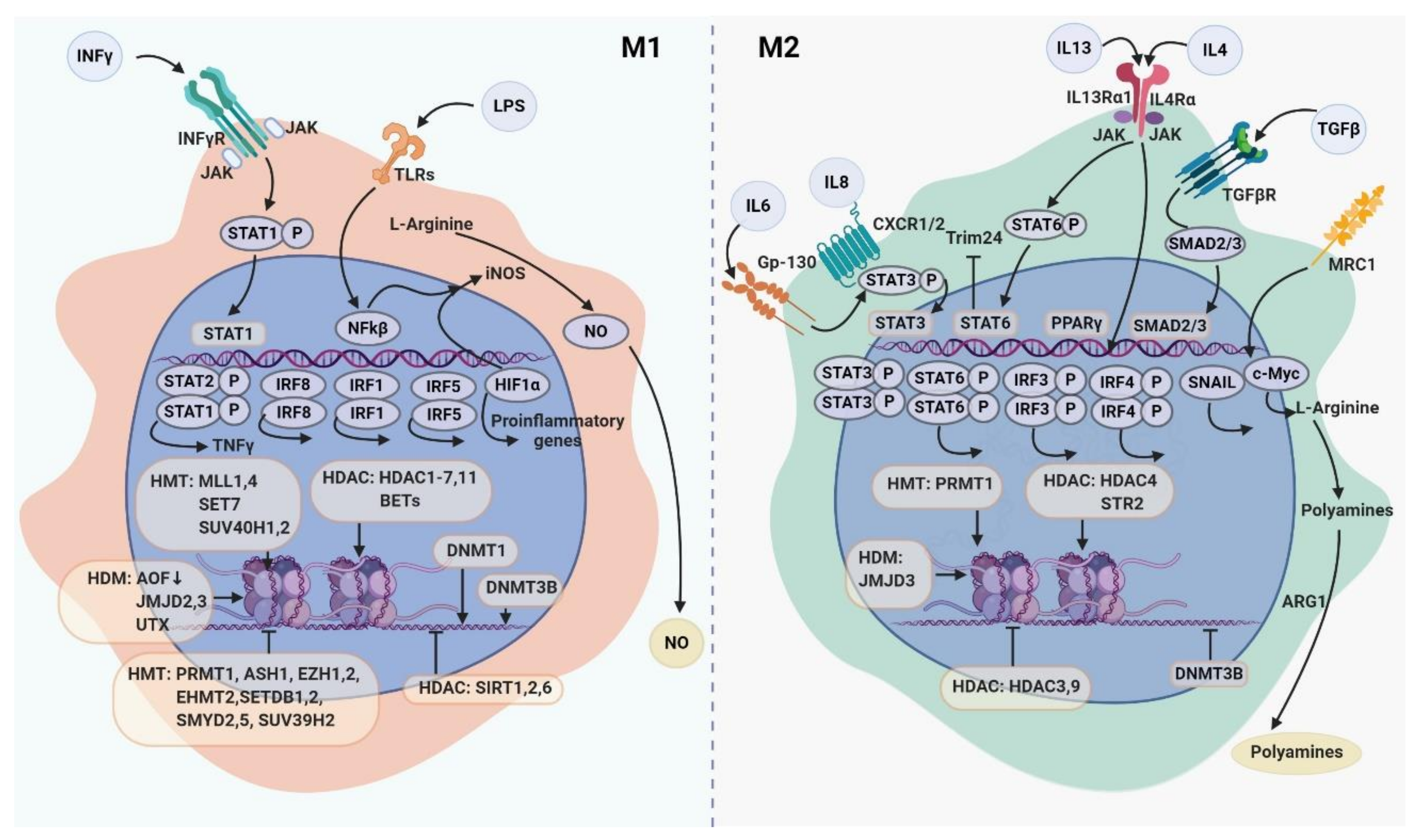 Cancers Free Full Text Transcriptional Epigenetic And Metabolic Programming Of Tumor Associated Macrophages Html