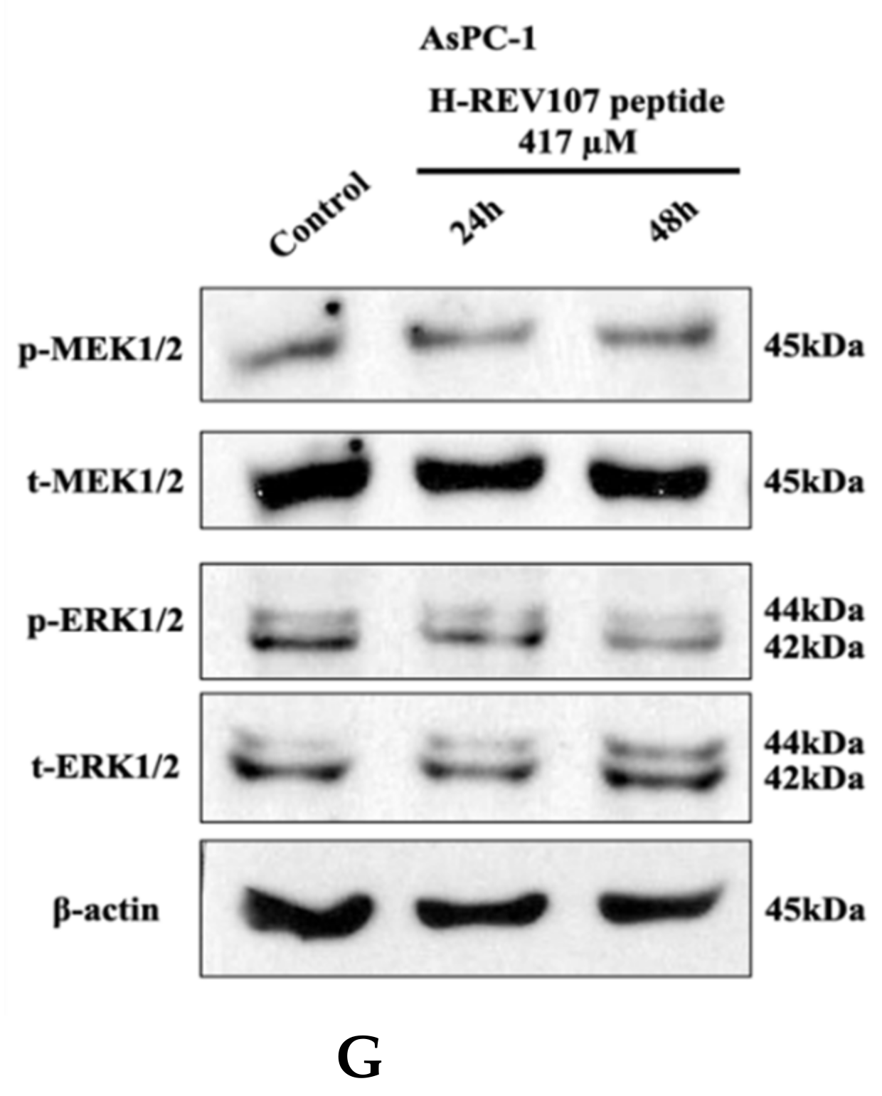 Cancers 12 01412 g003b Cancers 12 01412 g003b
