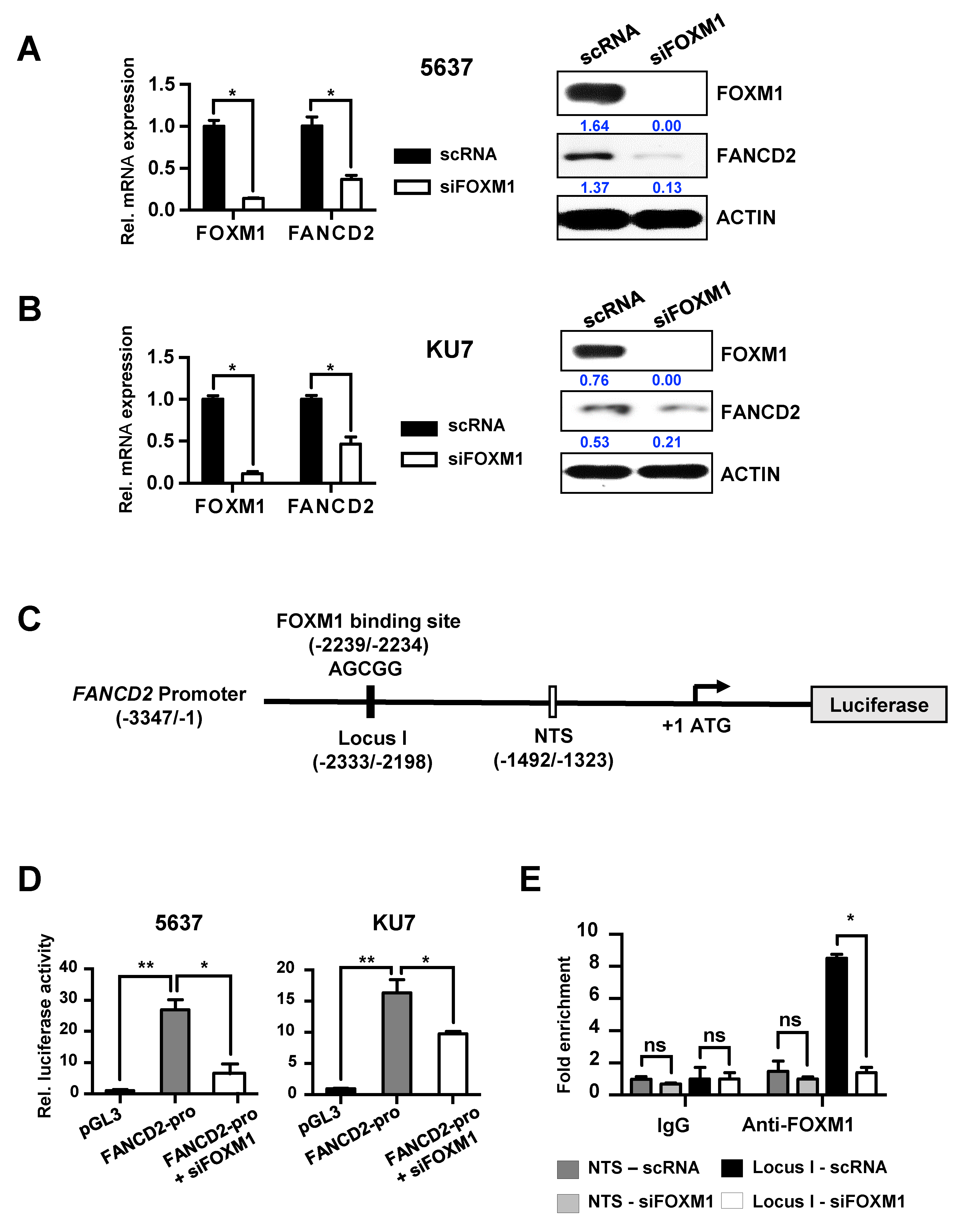 Cancers 12 01417 g002