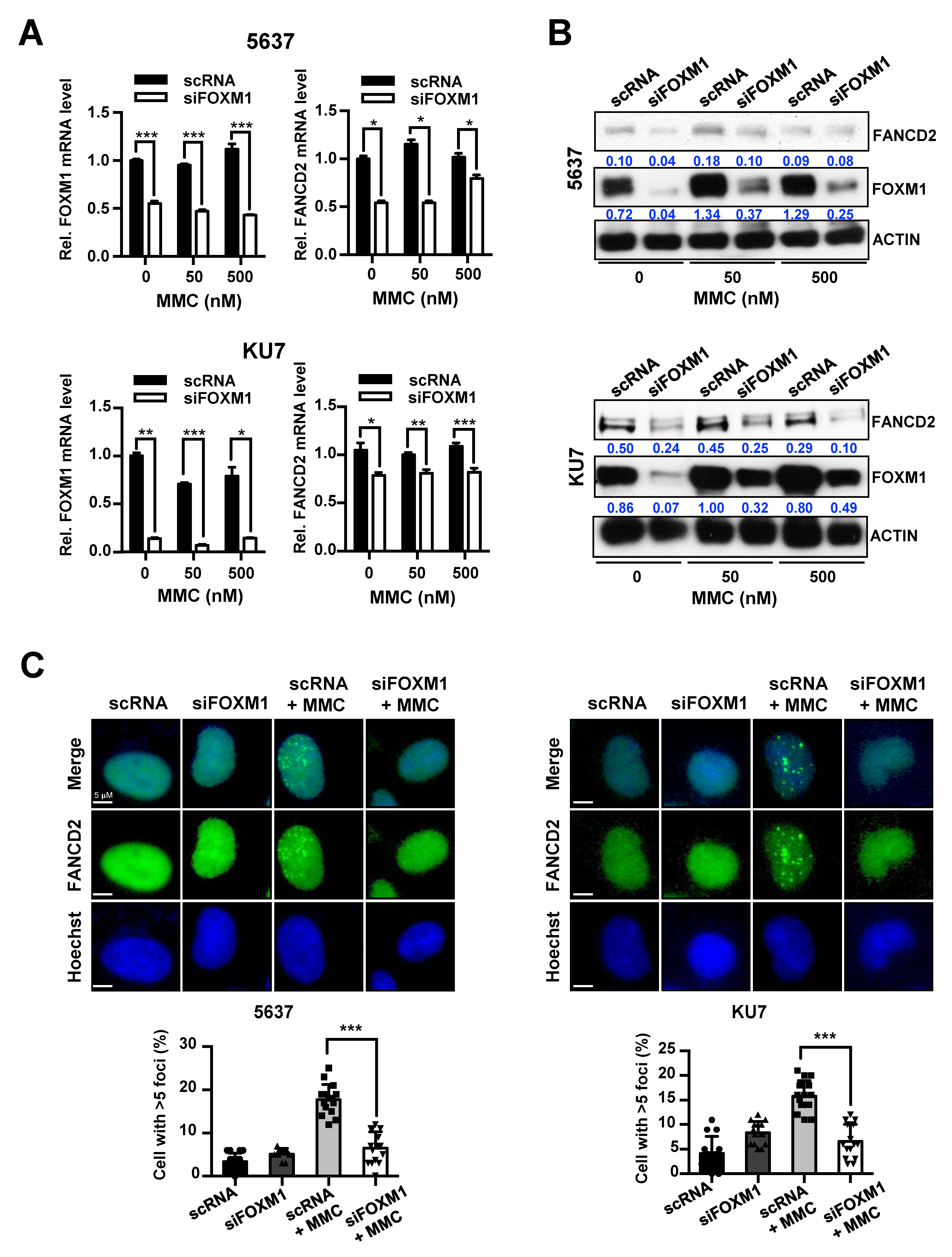 Cancers 12 01417 g004