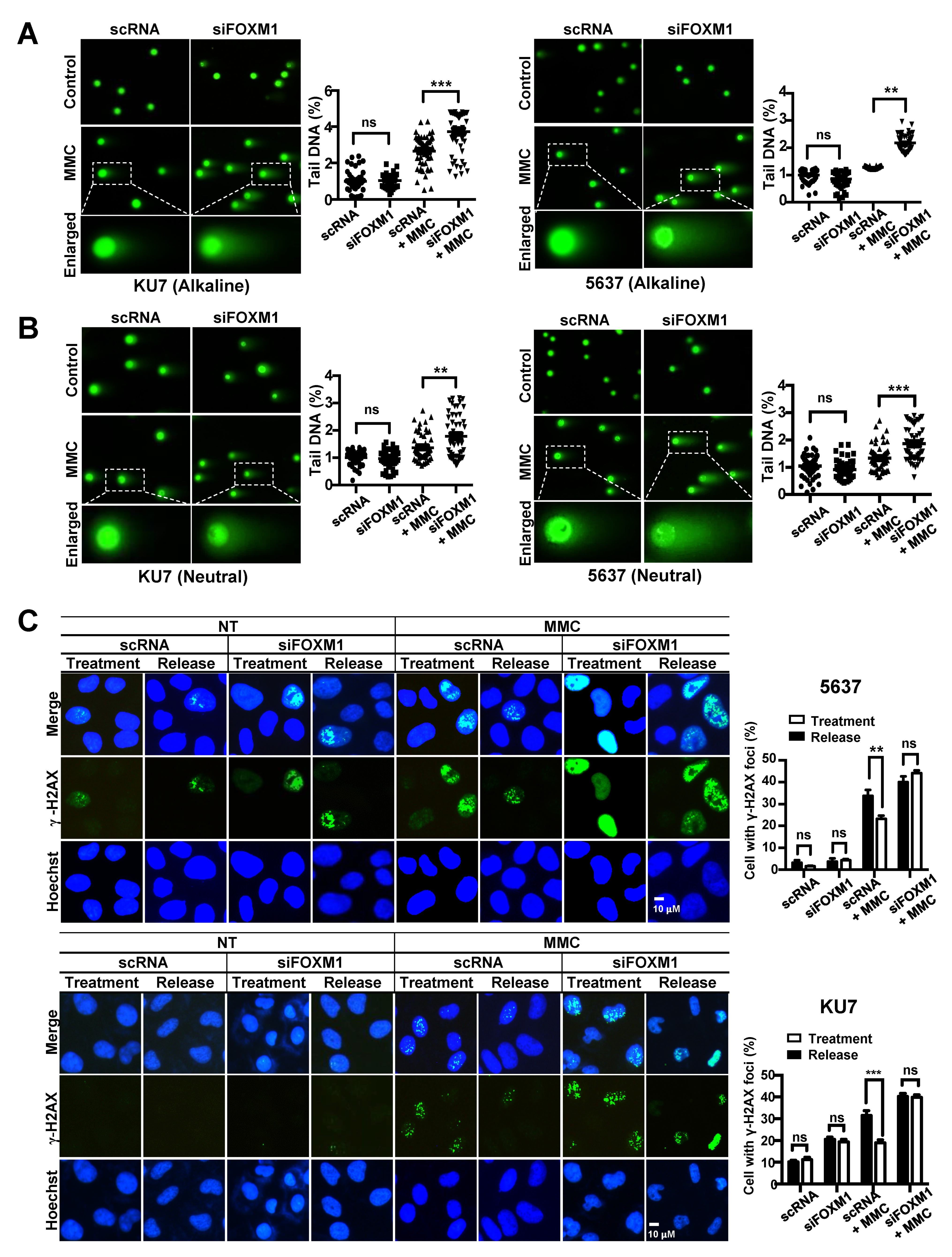 Cancers 12 01417 g005a