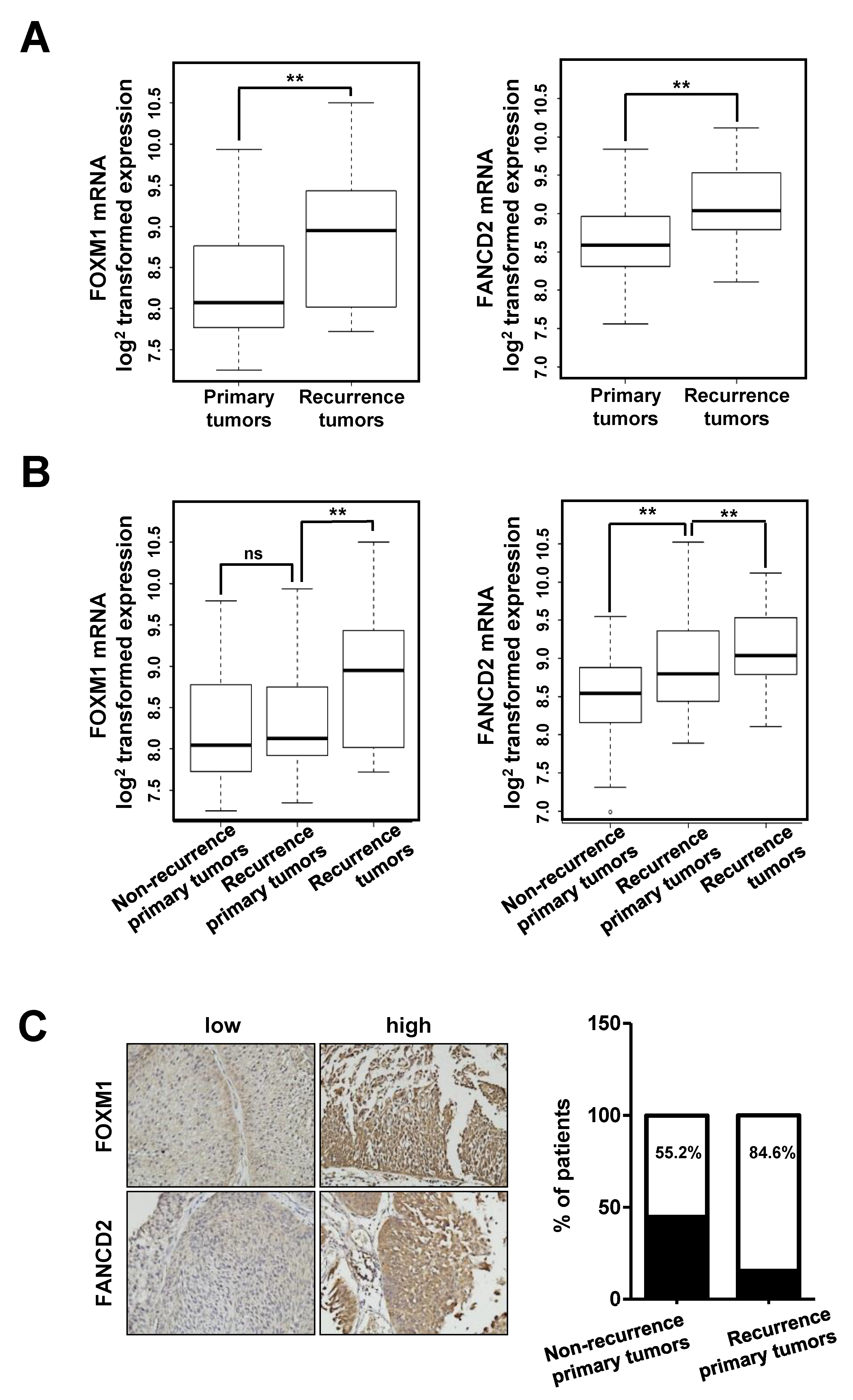 Cancers Free Full Text Fanconi Anemia Pathway Activation By Foxm1 Is Critical To Bladder Cancer Recurrence And Anticancer Drug Resistance Html Cancers Free Full Text Fanconi Anemia Pathway Activation By Foxm1 Is Critical To Bladder Cancer Recurrence And Anticancer Drug Resistance Html