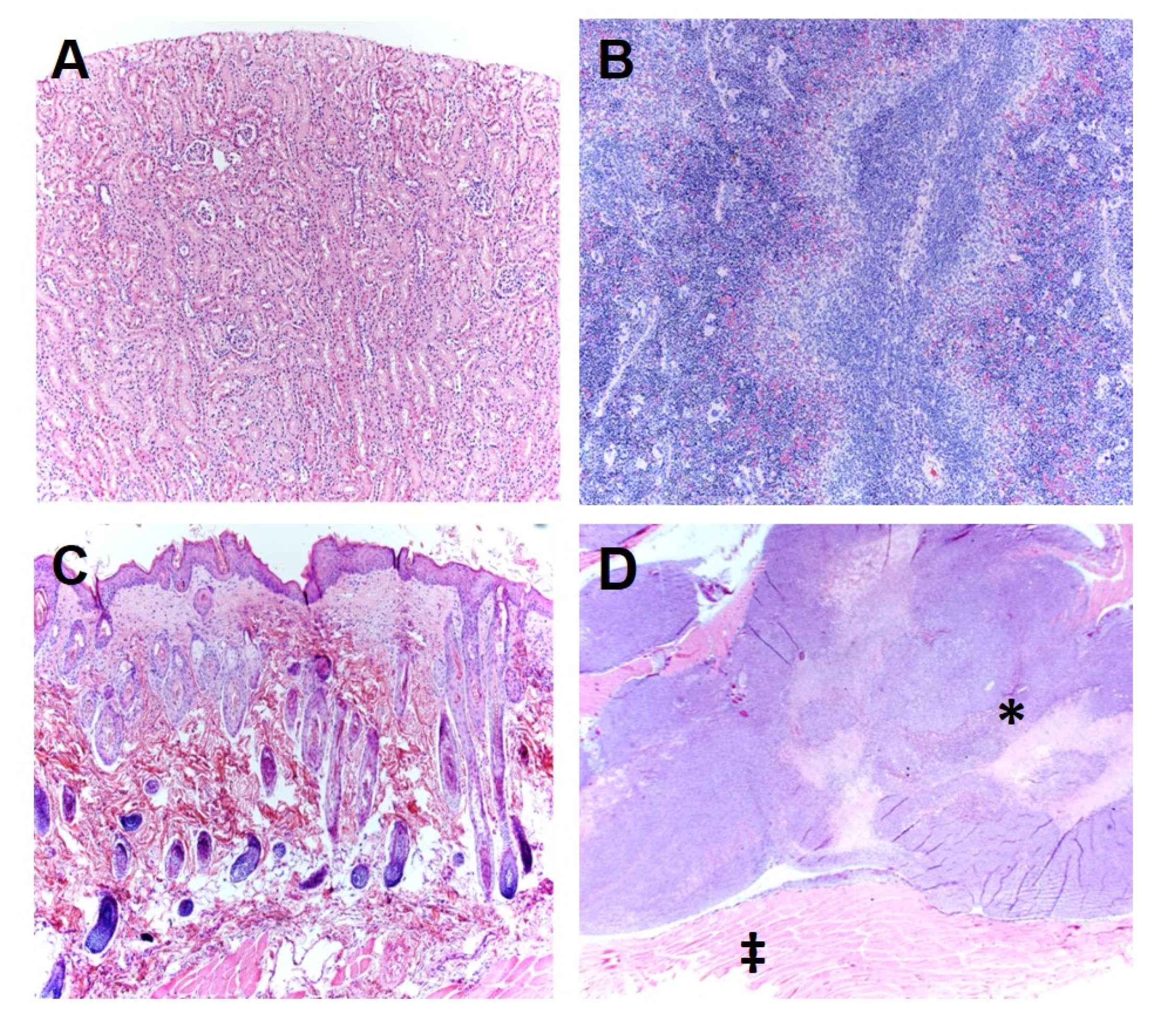 Cancers 12 01420 g008