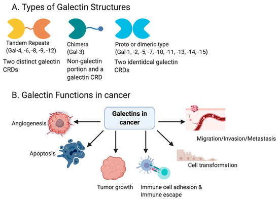 Galectins and Ovarian Cancer