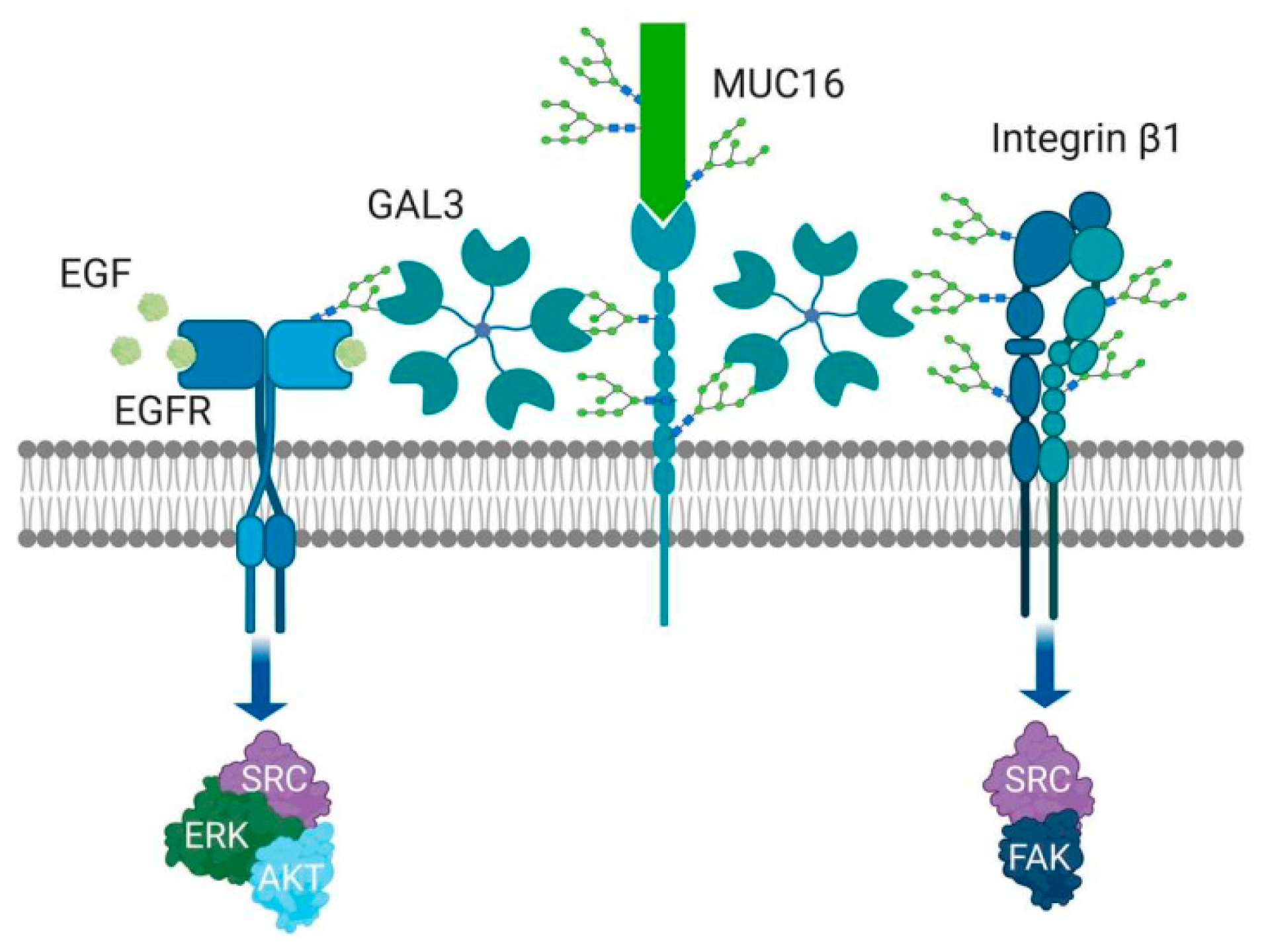 Cancers 12 01421 g003 Cancers 12 01421 g003