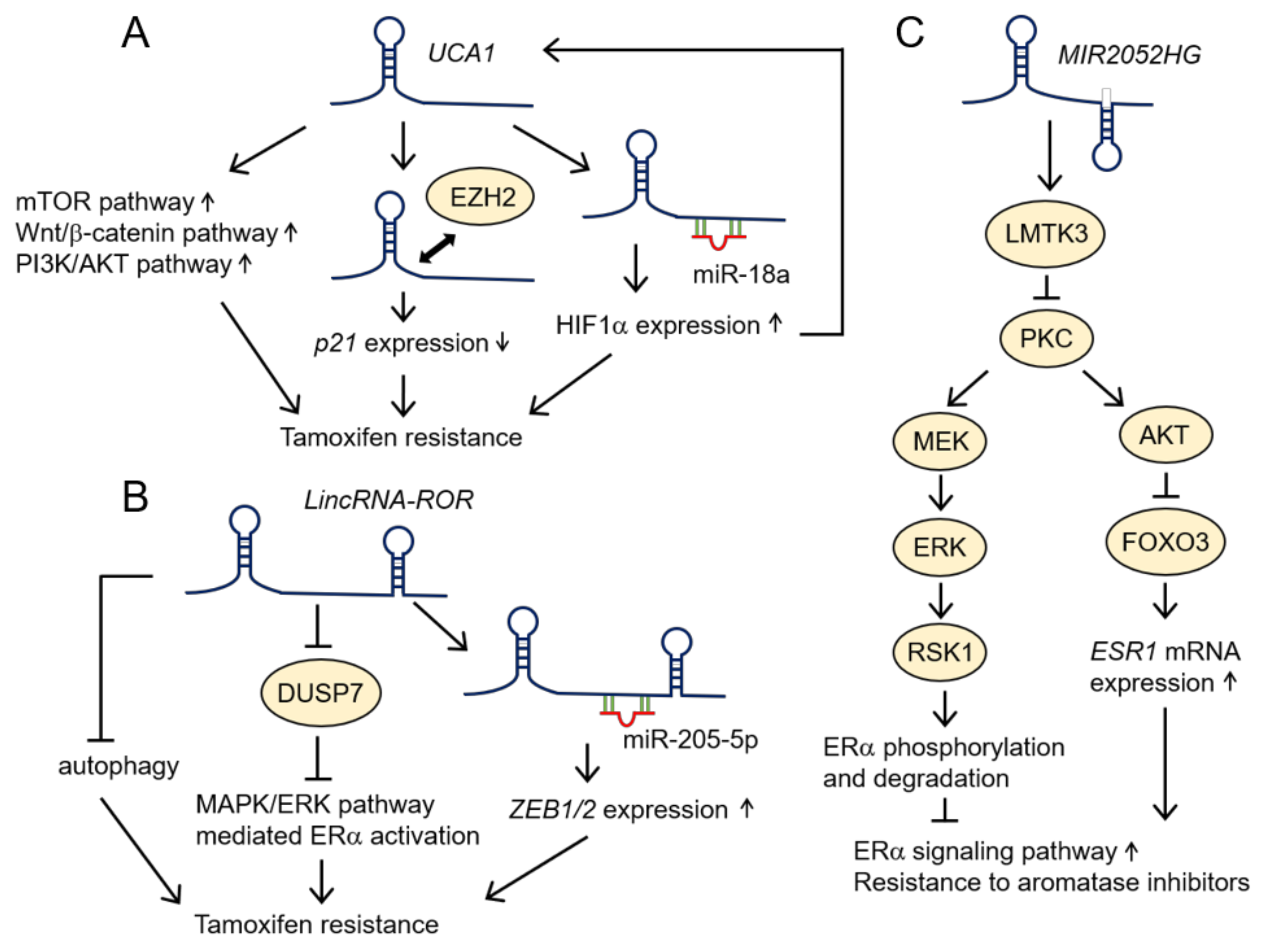 Cancers 12 01424 g003