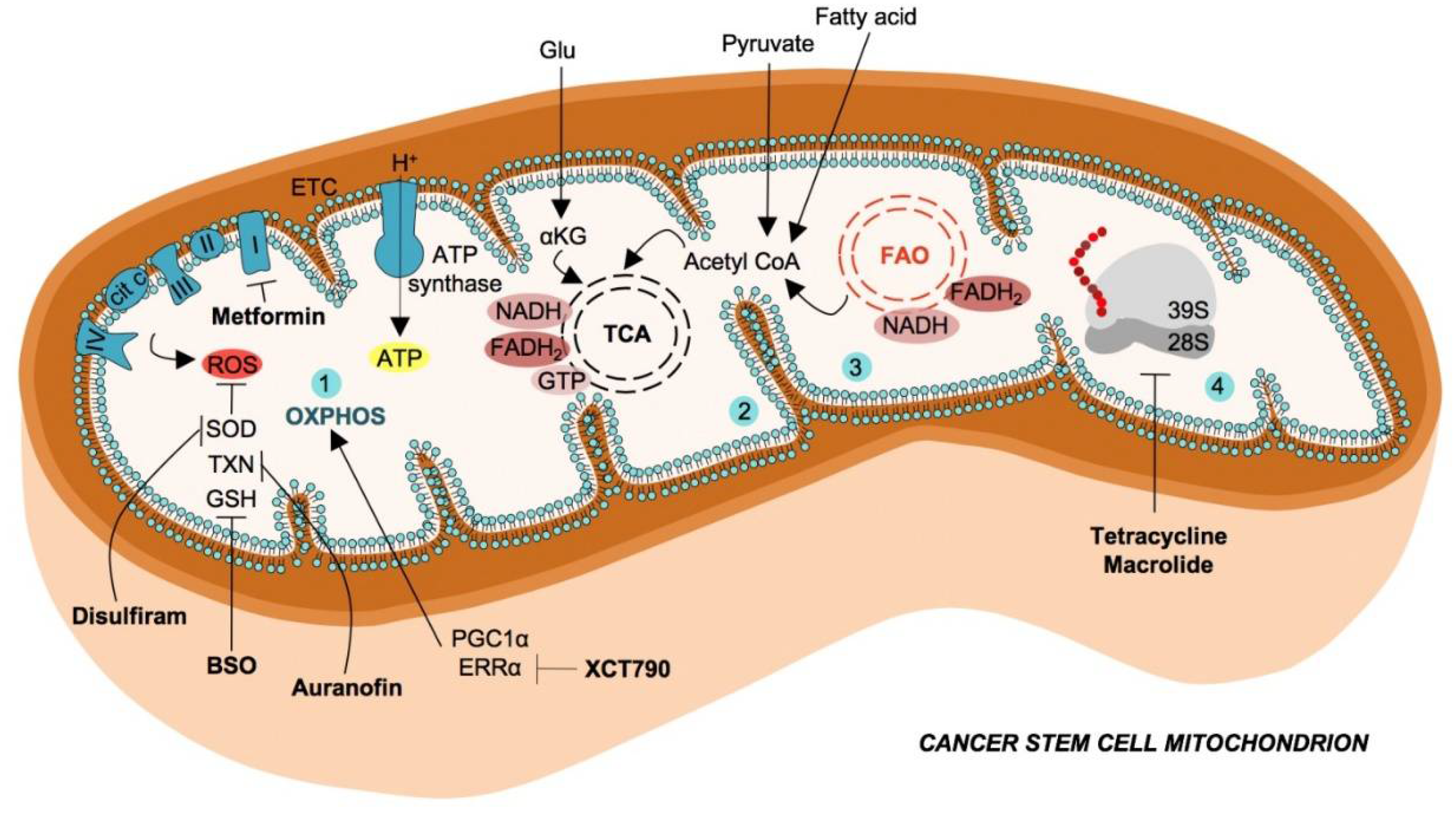 Frontiers  MicroRNA-34a: Potent Tumor Suppressor, Cancer Stem Cell  Inhibitor, and Potential Anticancer Therapeutic