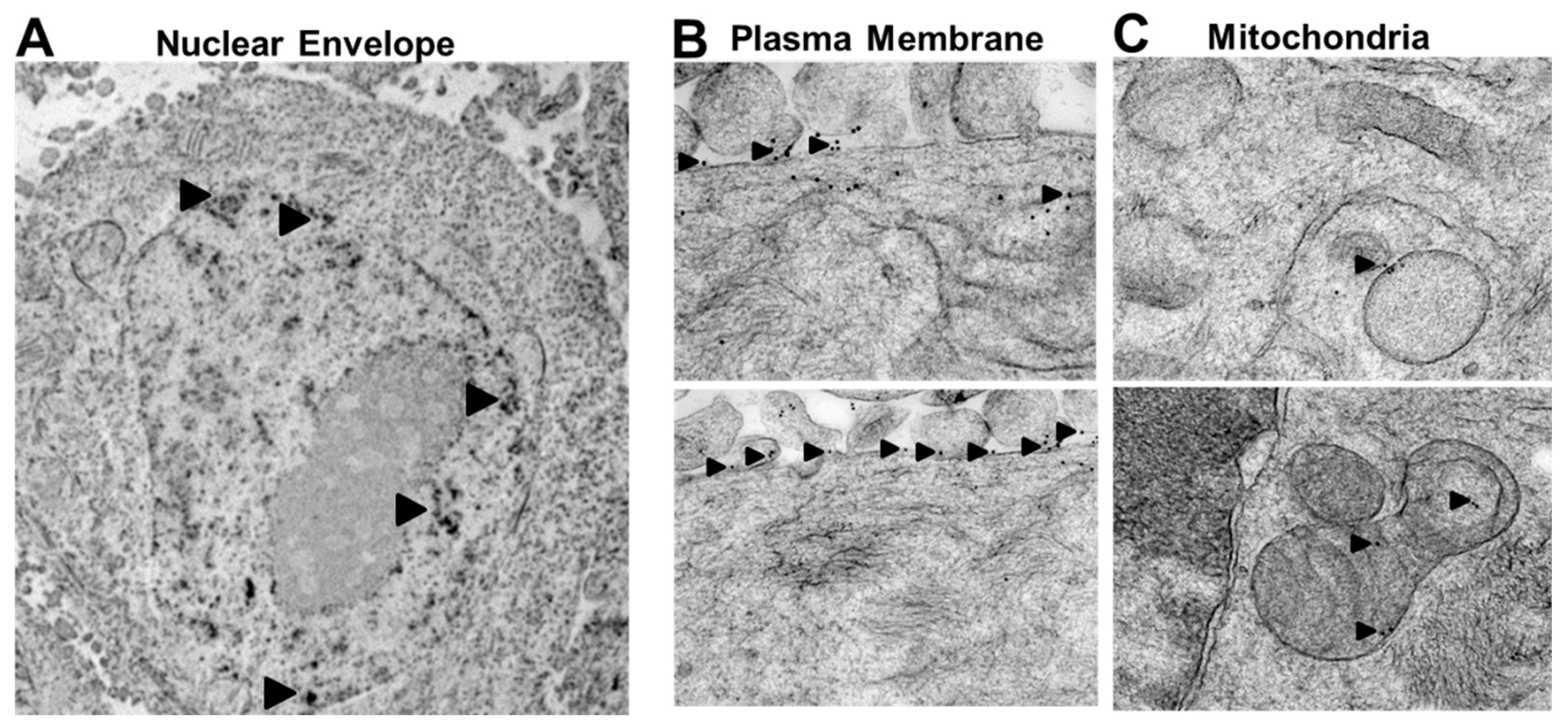 Cancers 12 01446 g001 Cancers 12 01446 g001