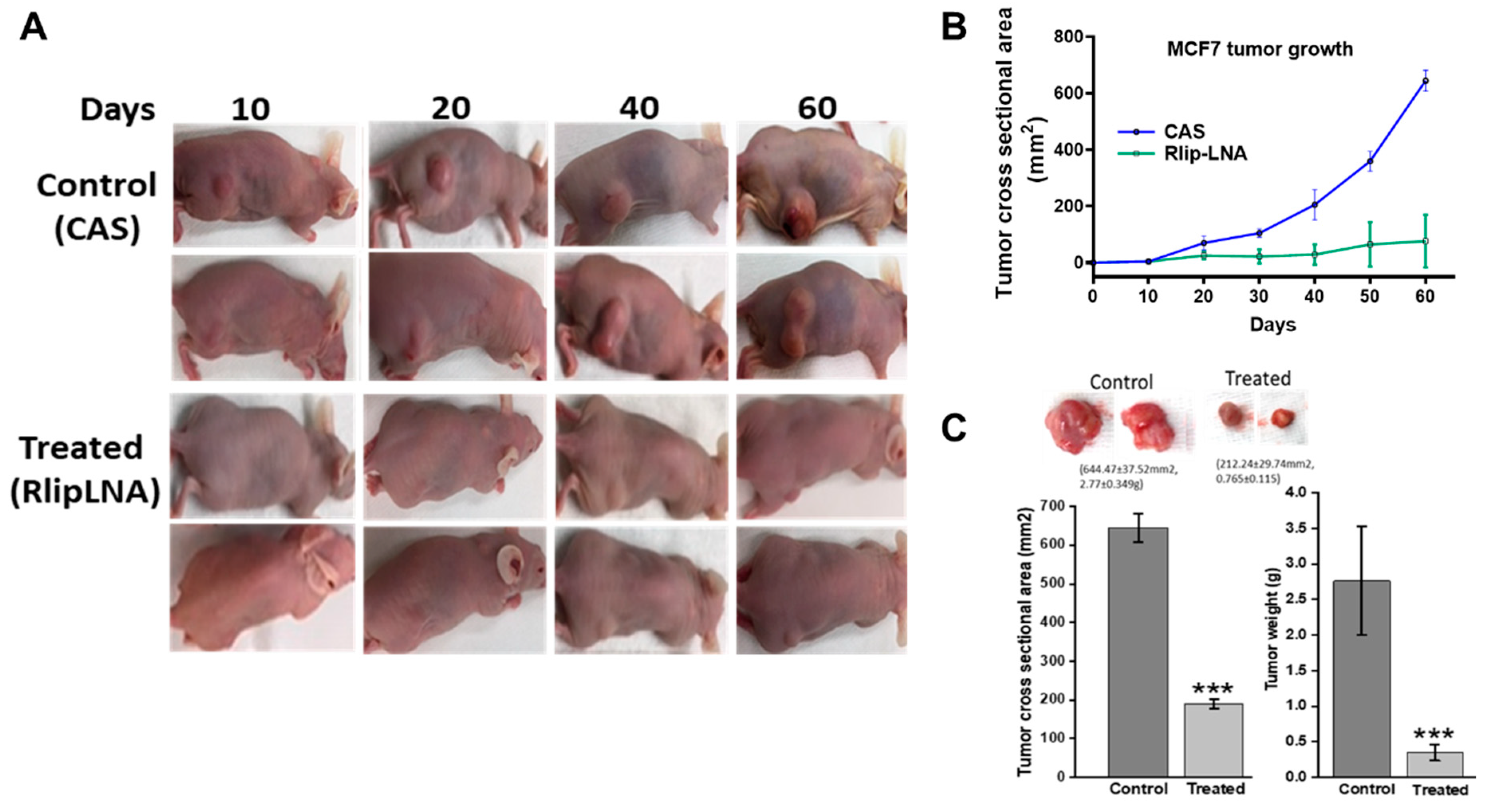 Cancers 12 01446 g006 Cancers 12 01446 g006