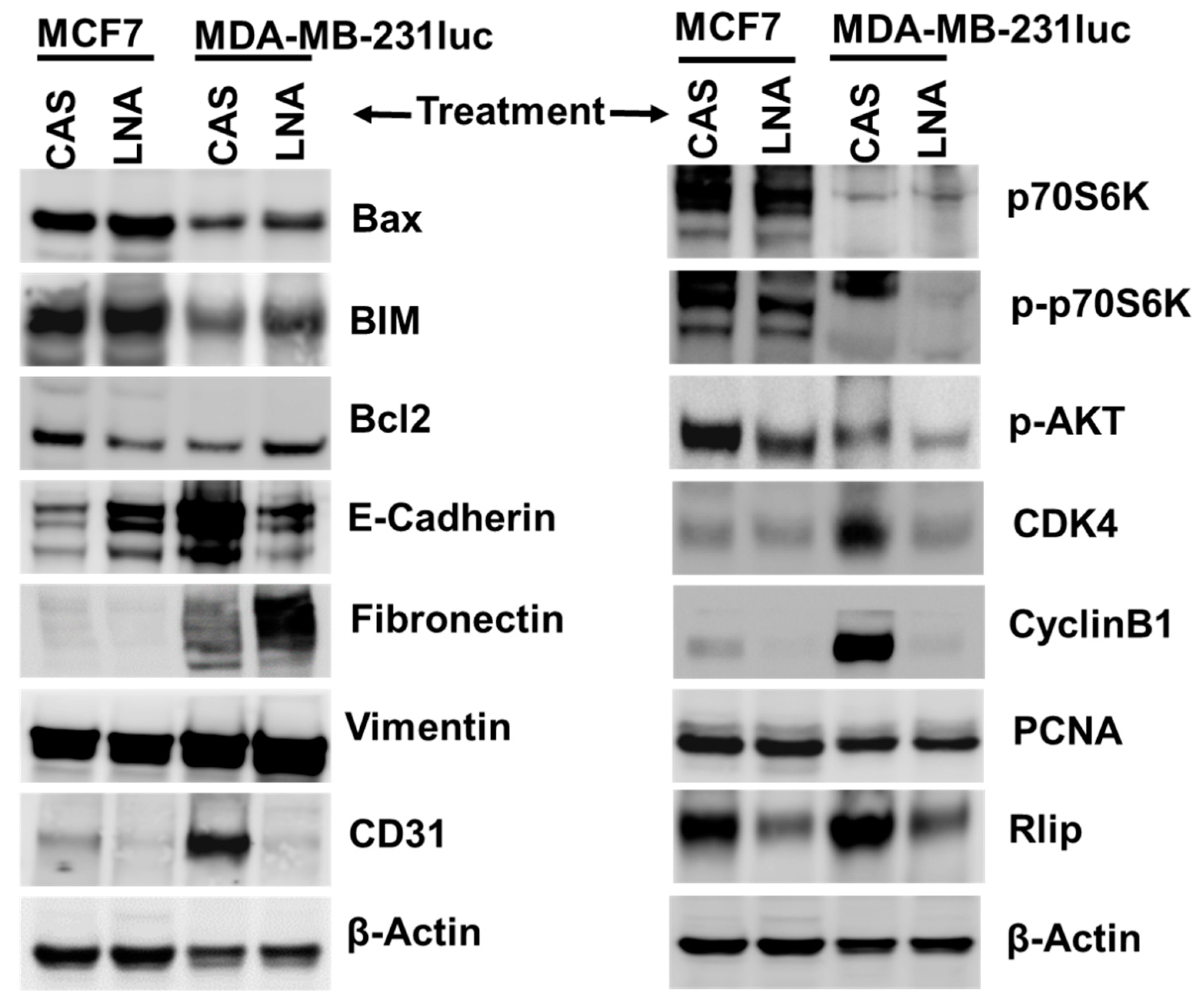 Cancers 12 01446 g008 Cancers 12 01446 g008