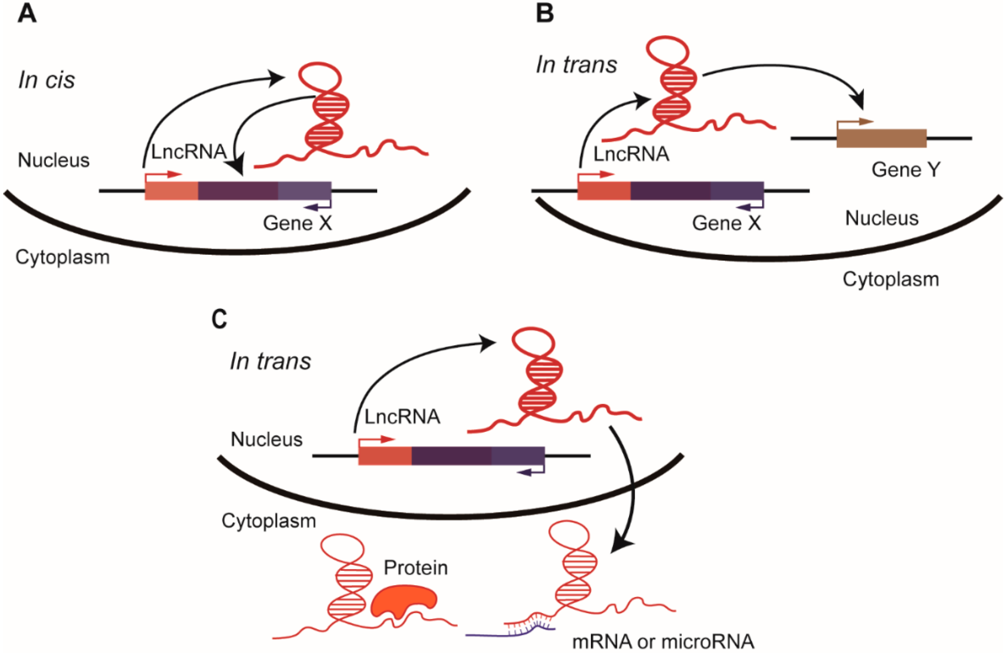 Cancers 12 01458 g001