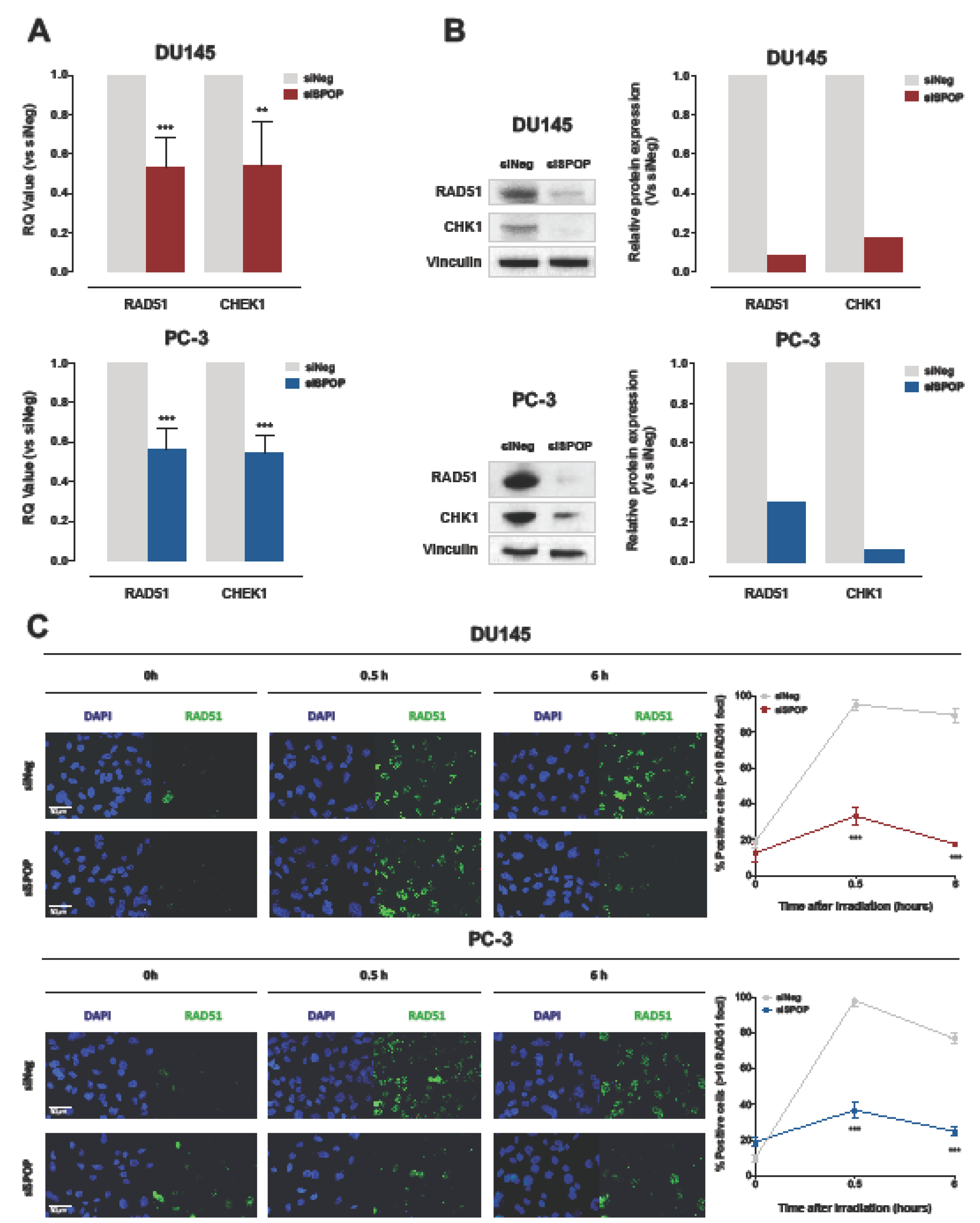 Cancers 12 01462 g006 Cancers 12 01462 g006