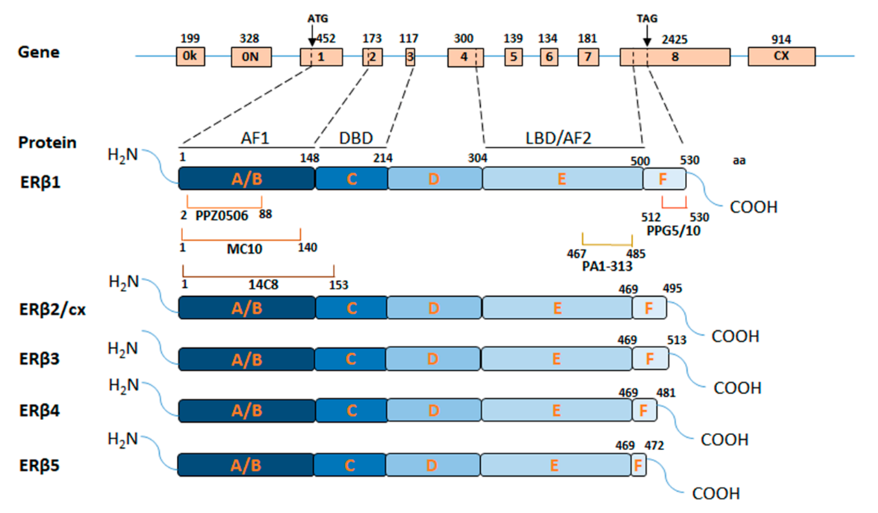 Cancers 12 01477 g001