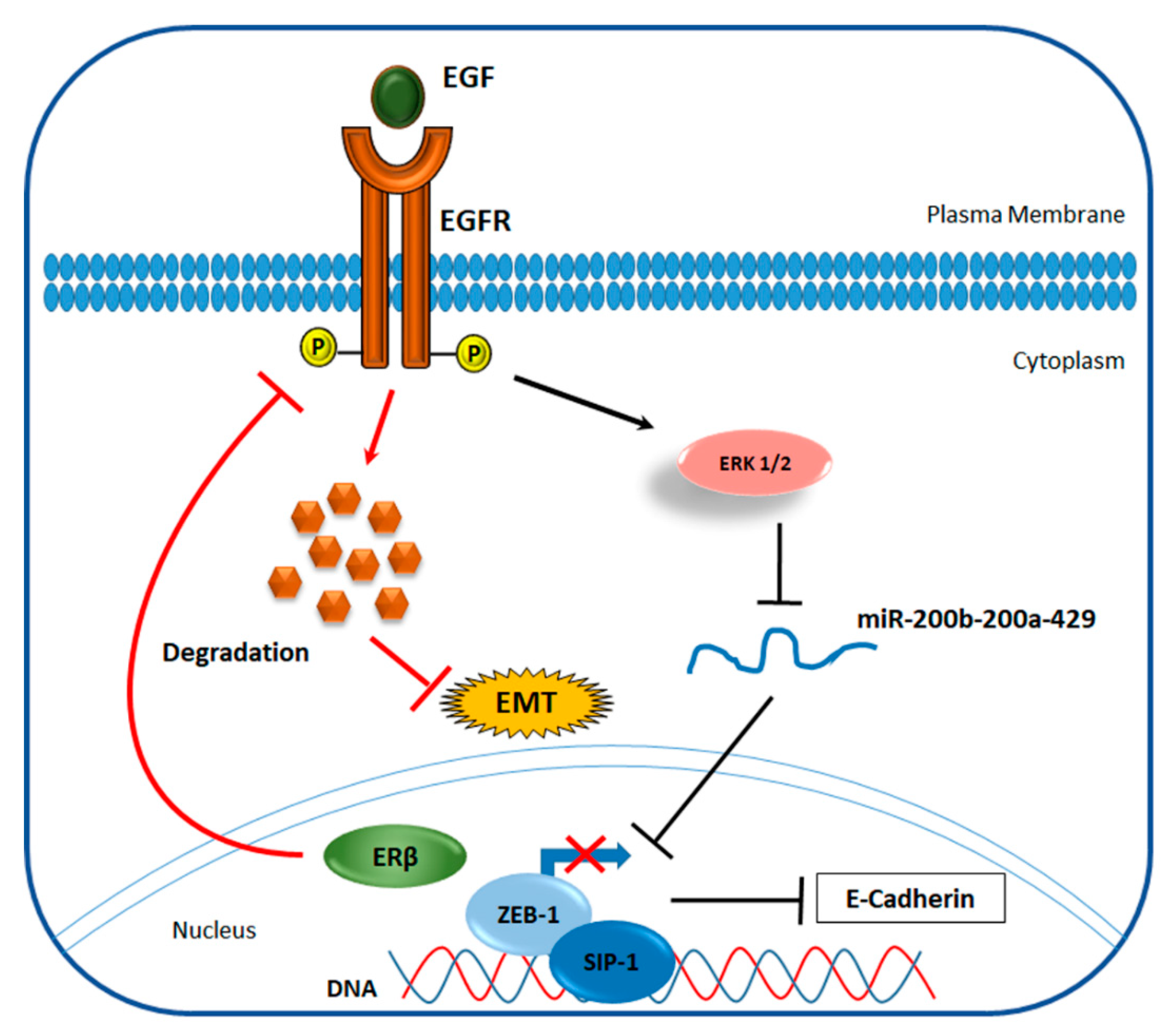 Cancers 12 01477 g003