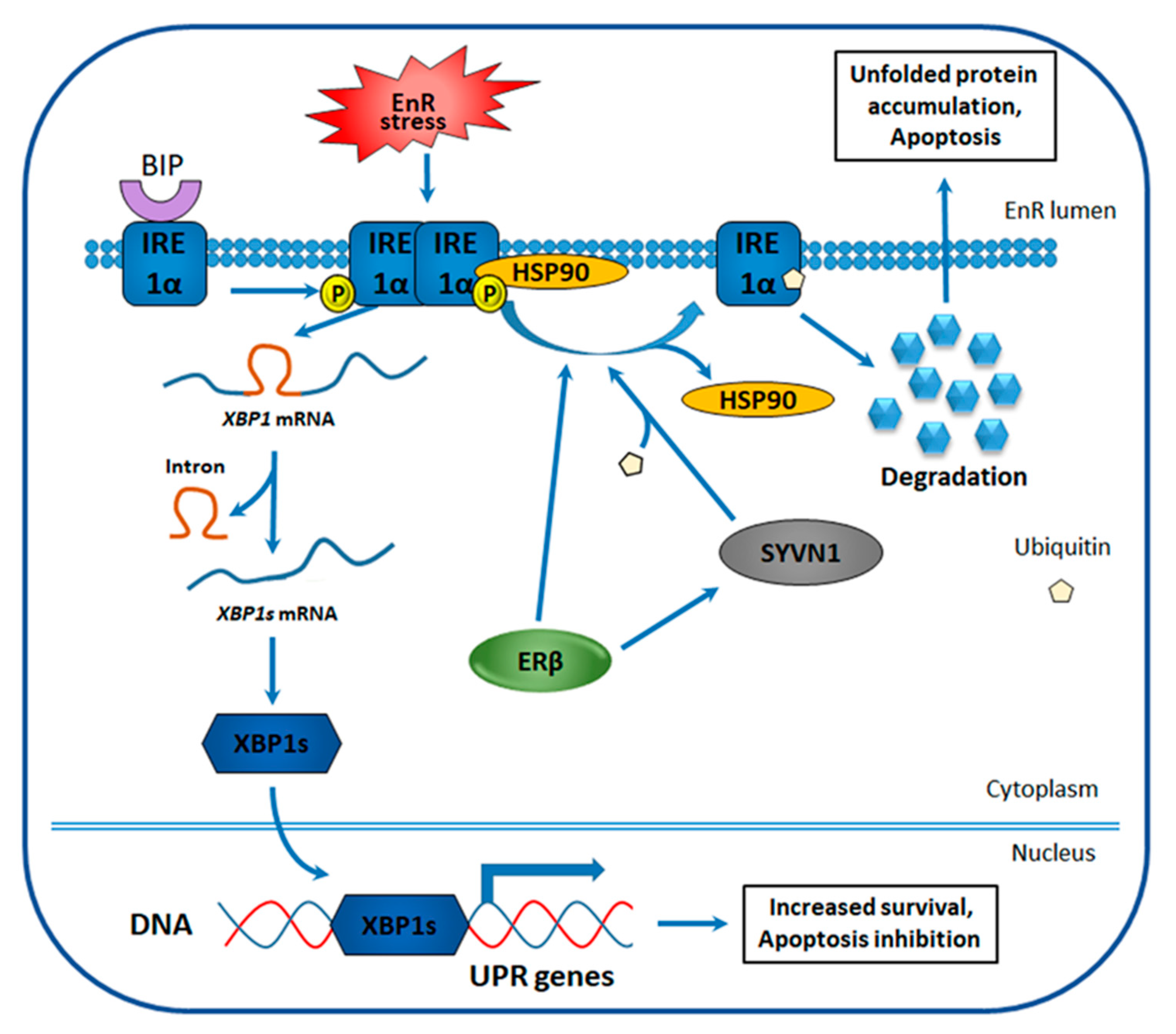 Cancers Free FullText Insights into the Role of Estrogen Receptor