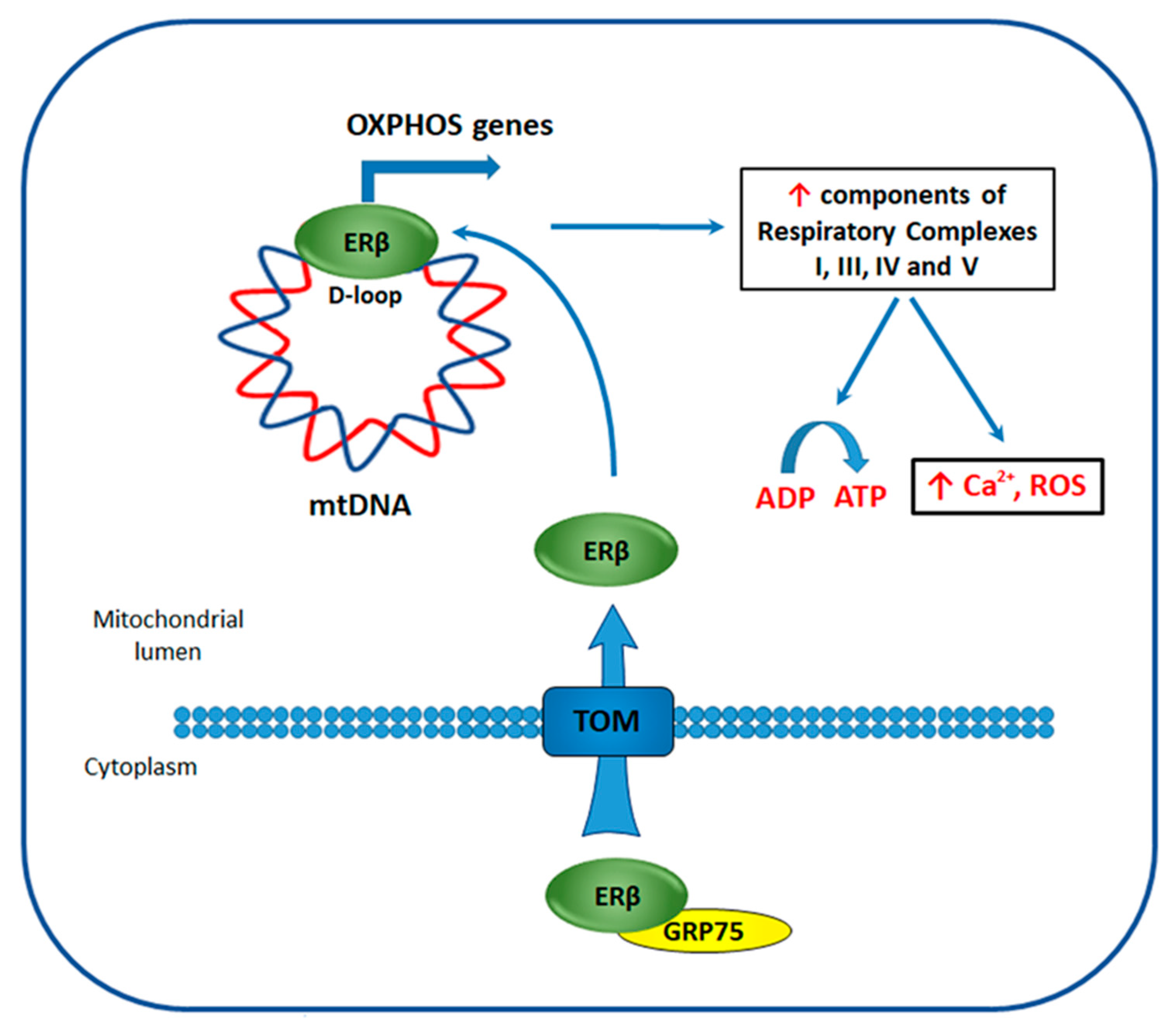 Cancers 12 01477 g005