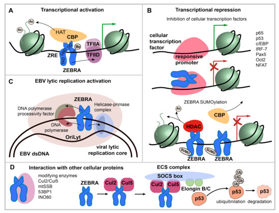 Oncogenic Properties of the EBV ZEBRA Protein