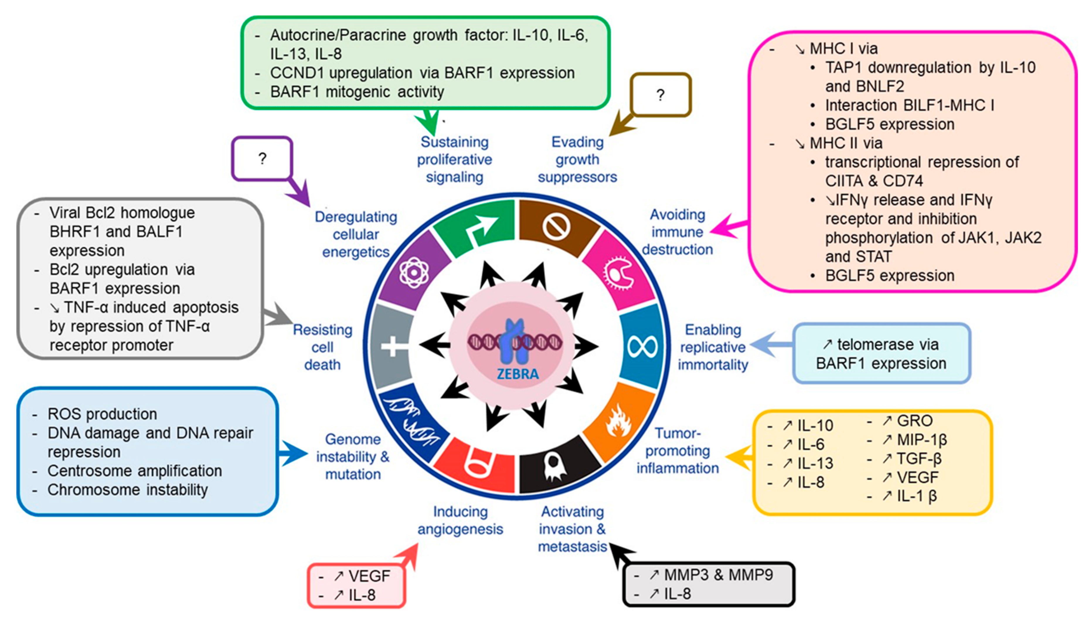 Cancers 12 01479 g004