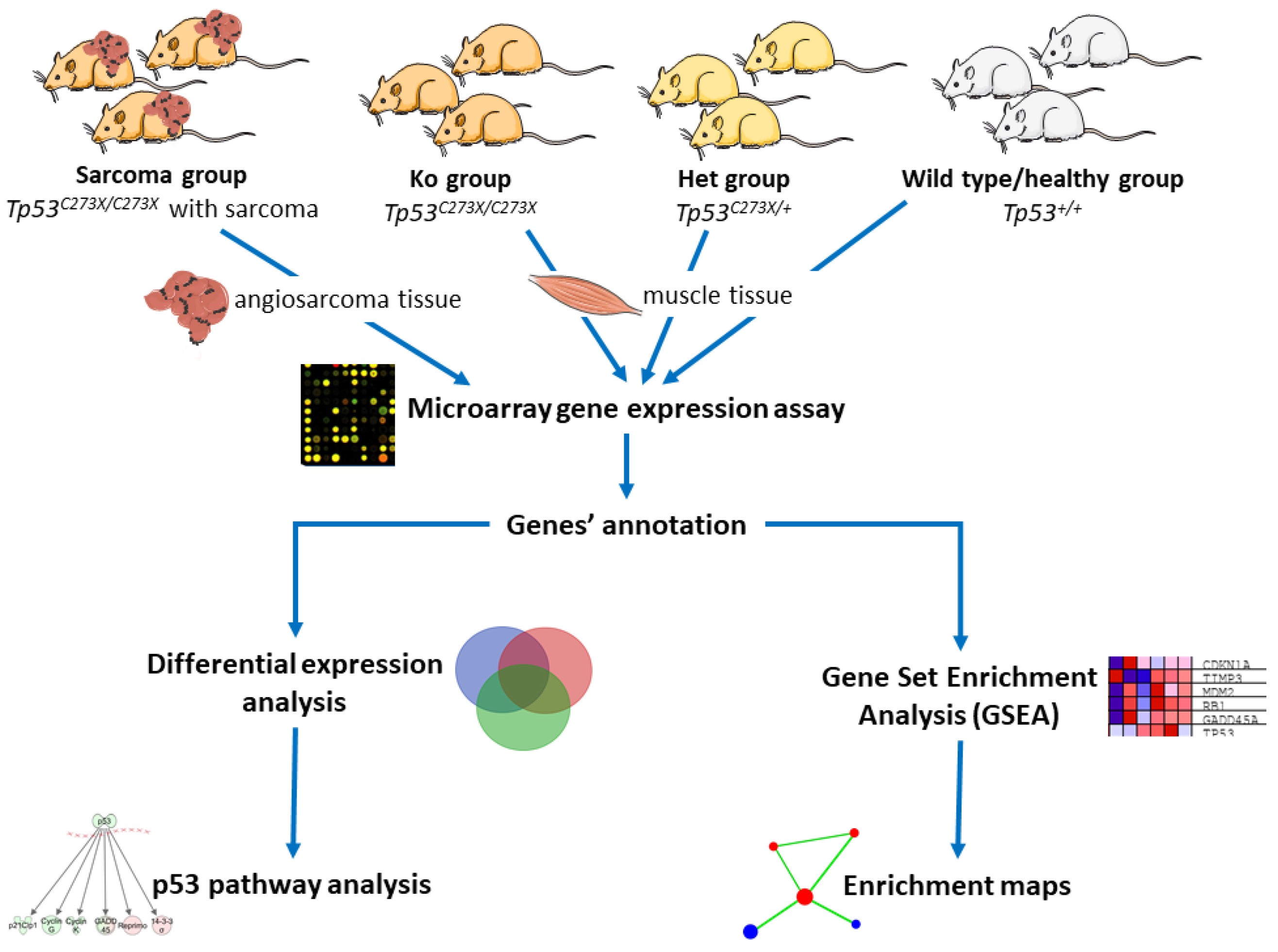 Cancers 12 01525 g001 Cancers 12 01525 g001