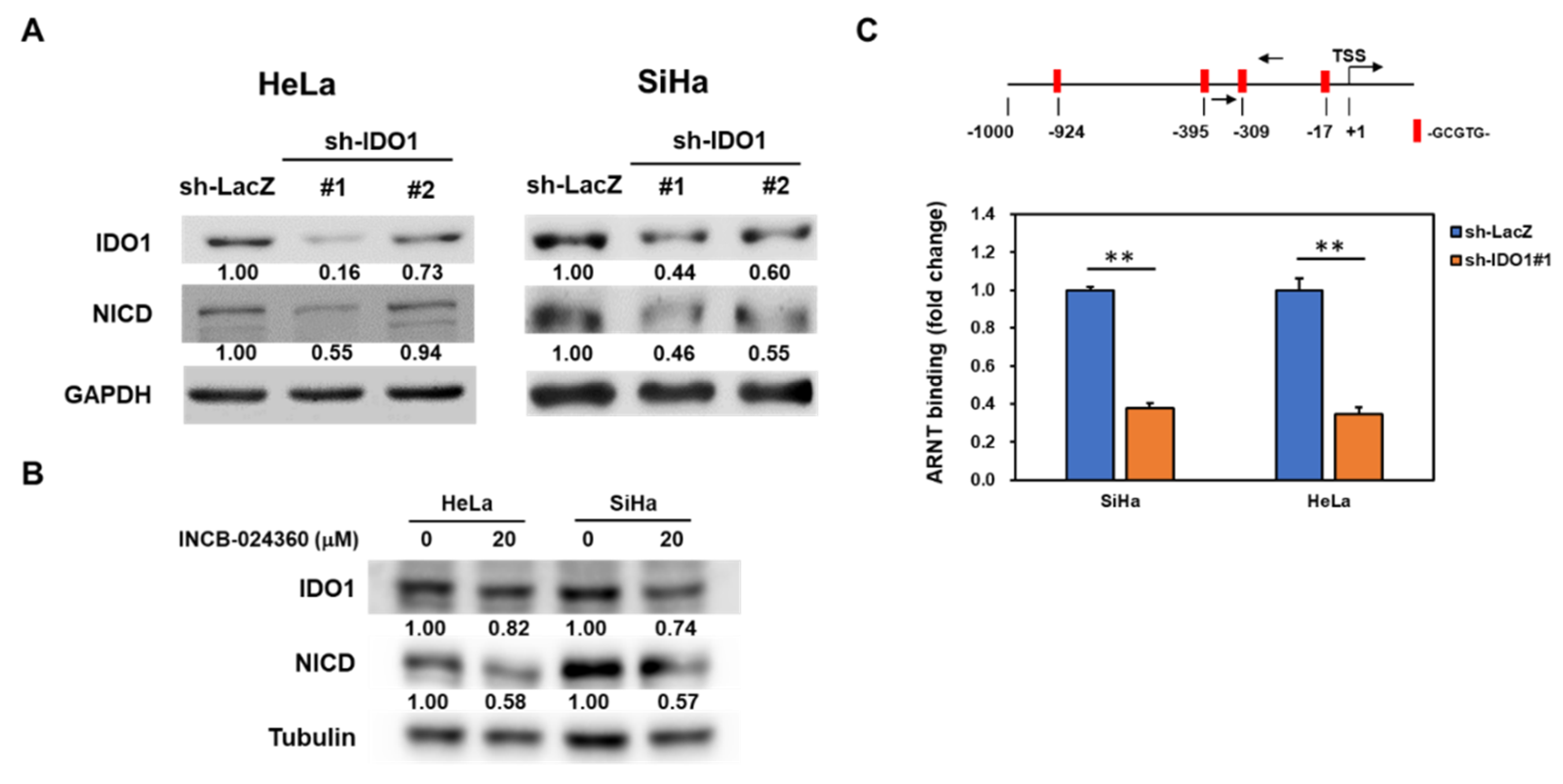 Cancers 12 01547 g005