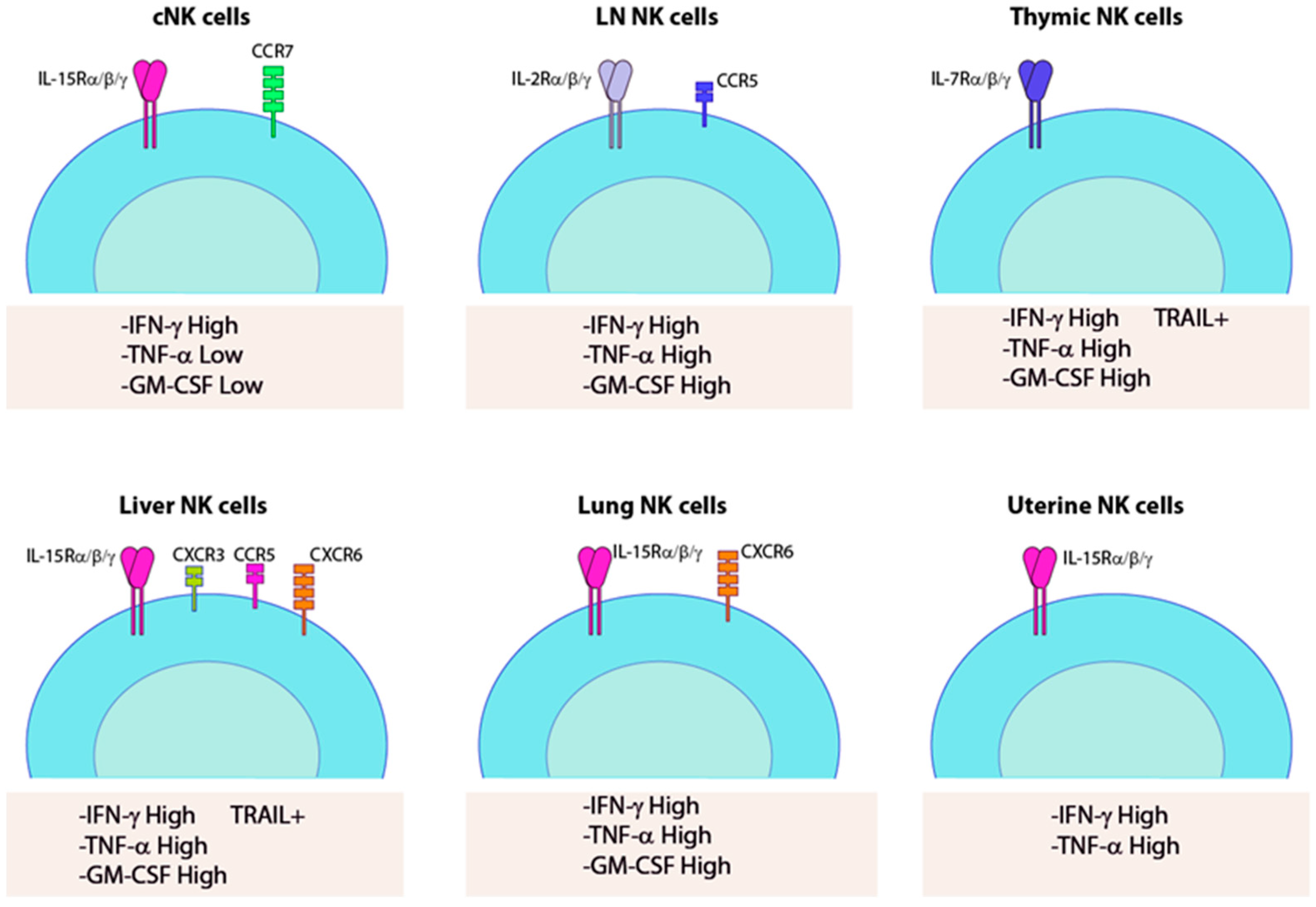 Cancers Free Full Text Tissue Resident Nk Cells Development Maturation And Clinical Relevance Html