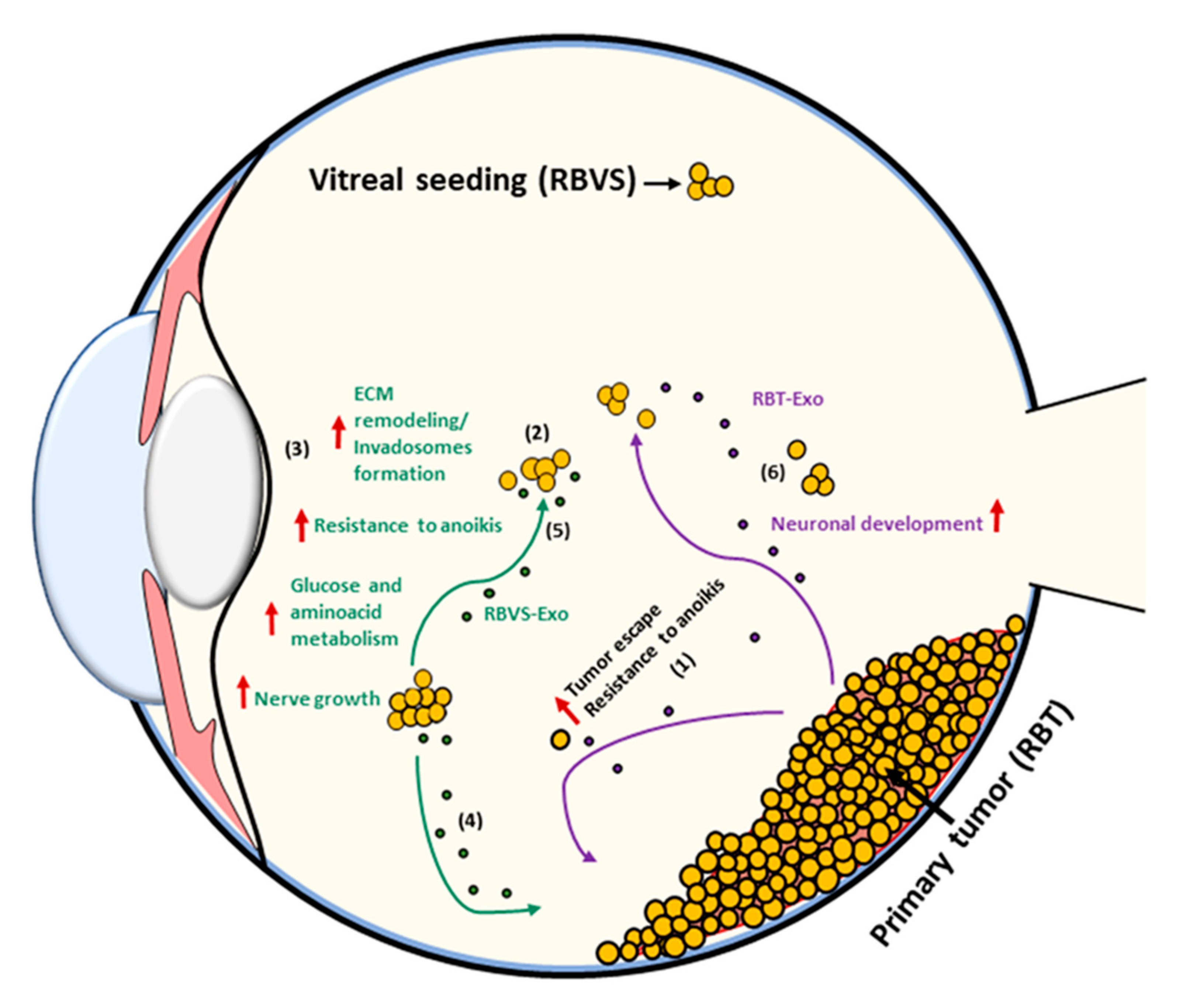 Cancers 12 01555 g008 Cancers 12 01555 g008