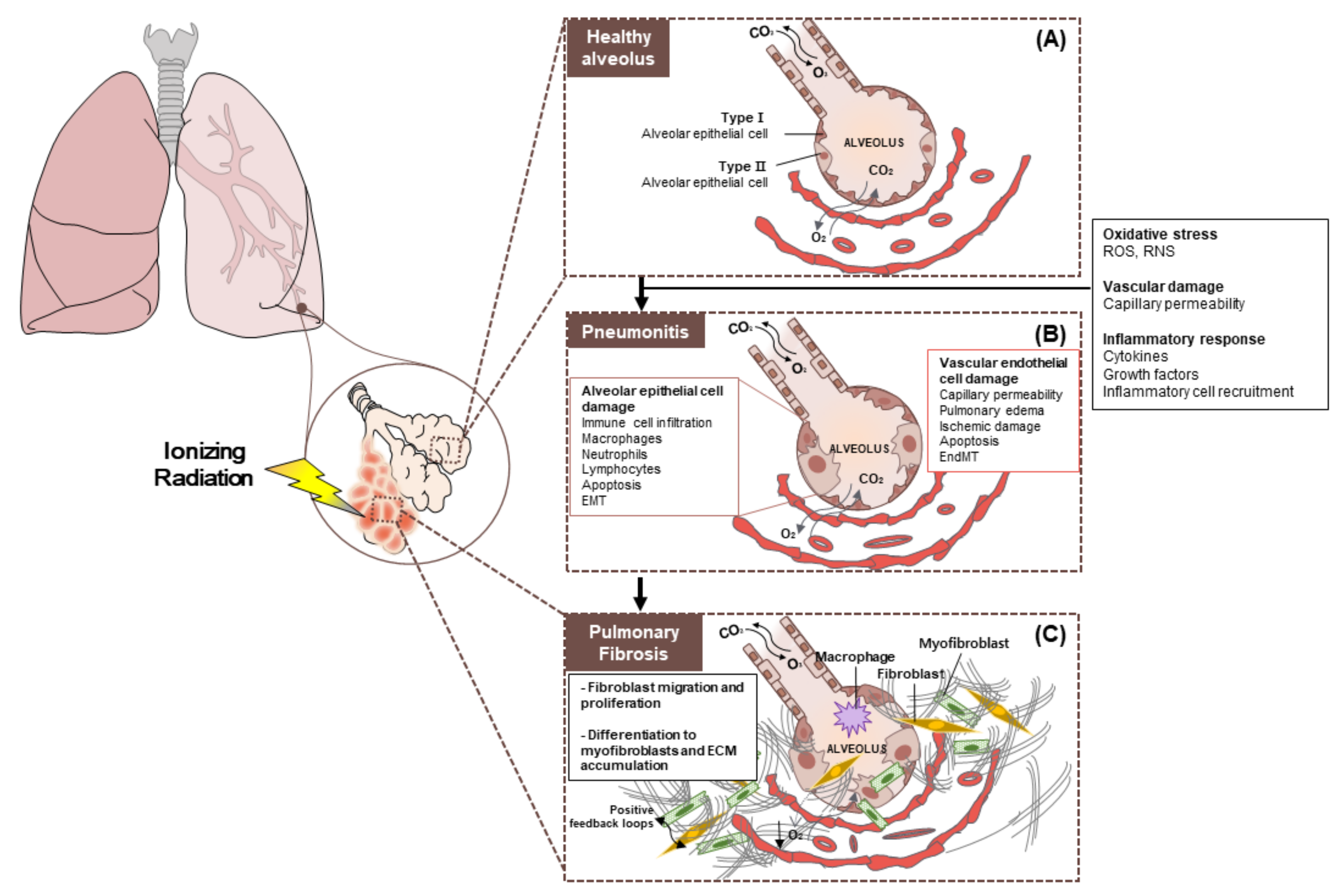 Cancers 12 01561 g002