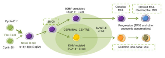 Cancers Free Full Text Management Of Drug Resistance In Mantle Cell Lymphoma Html
