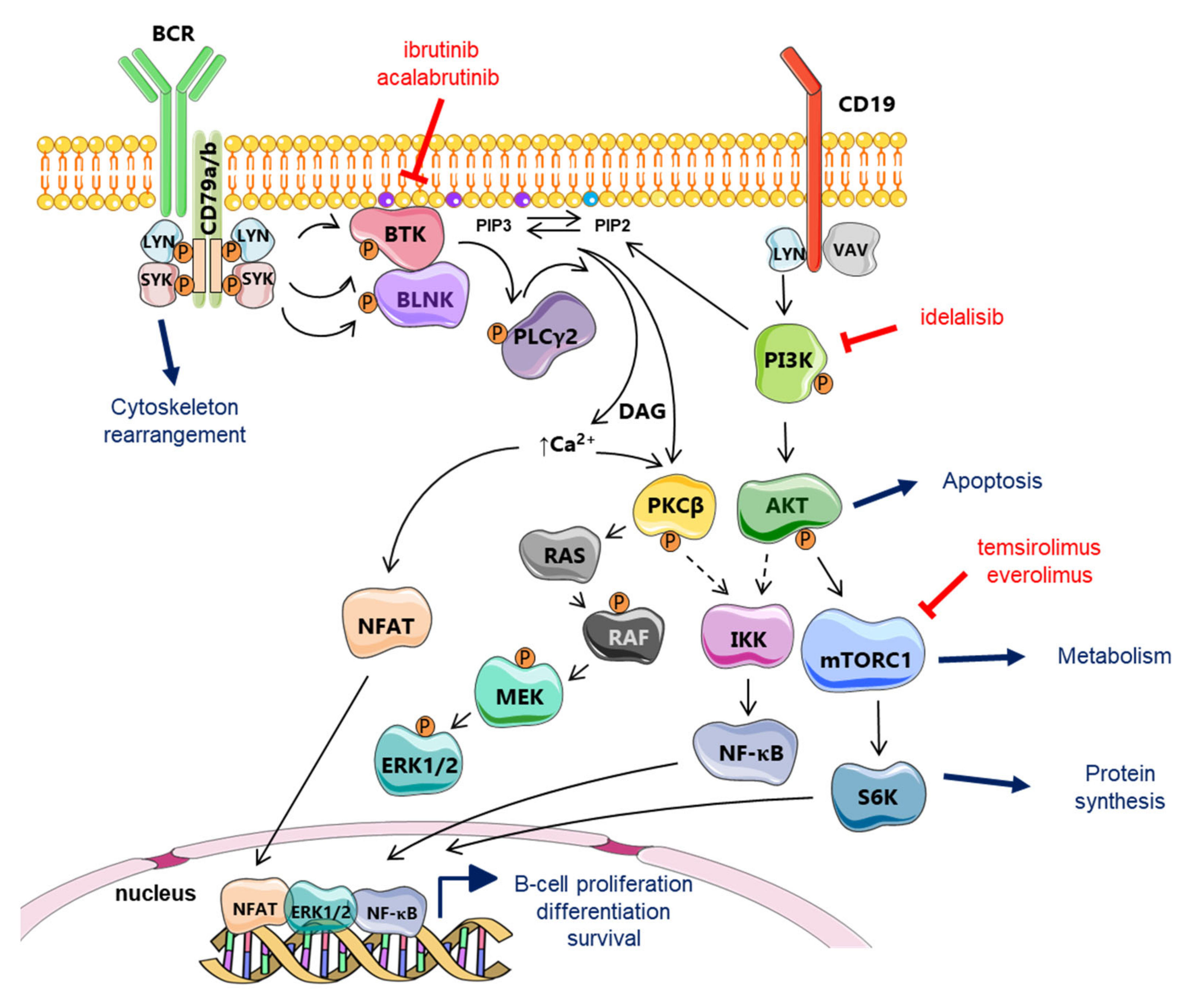 Cancers 12 01565 g002