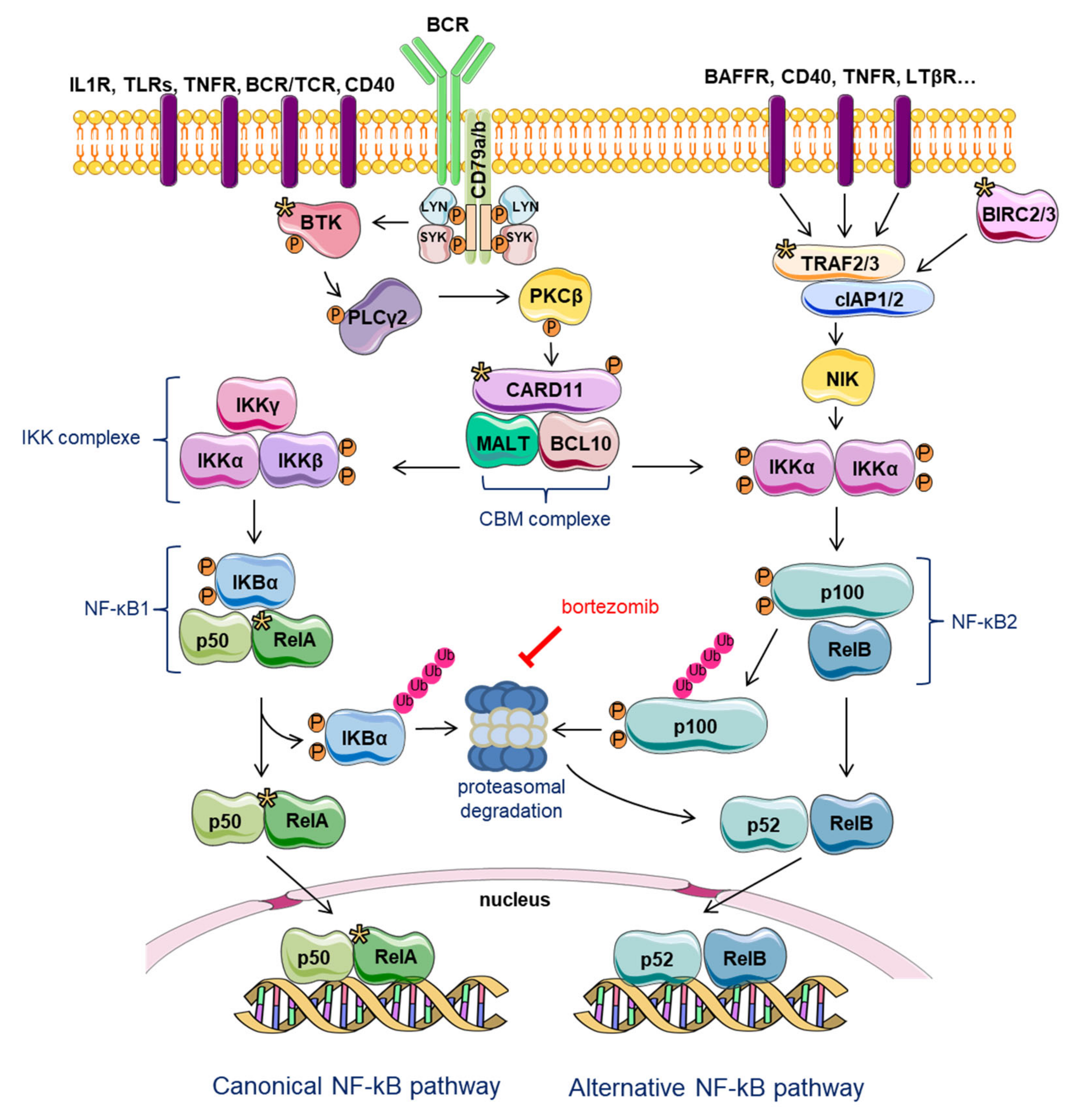 Cancers 12 01565 g003