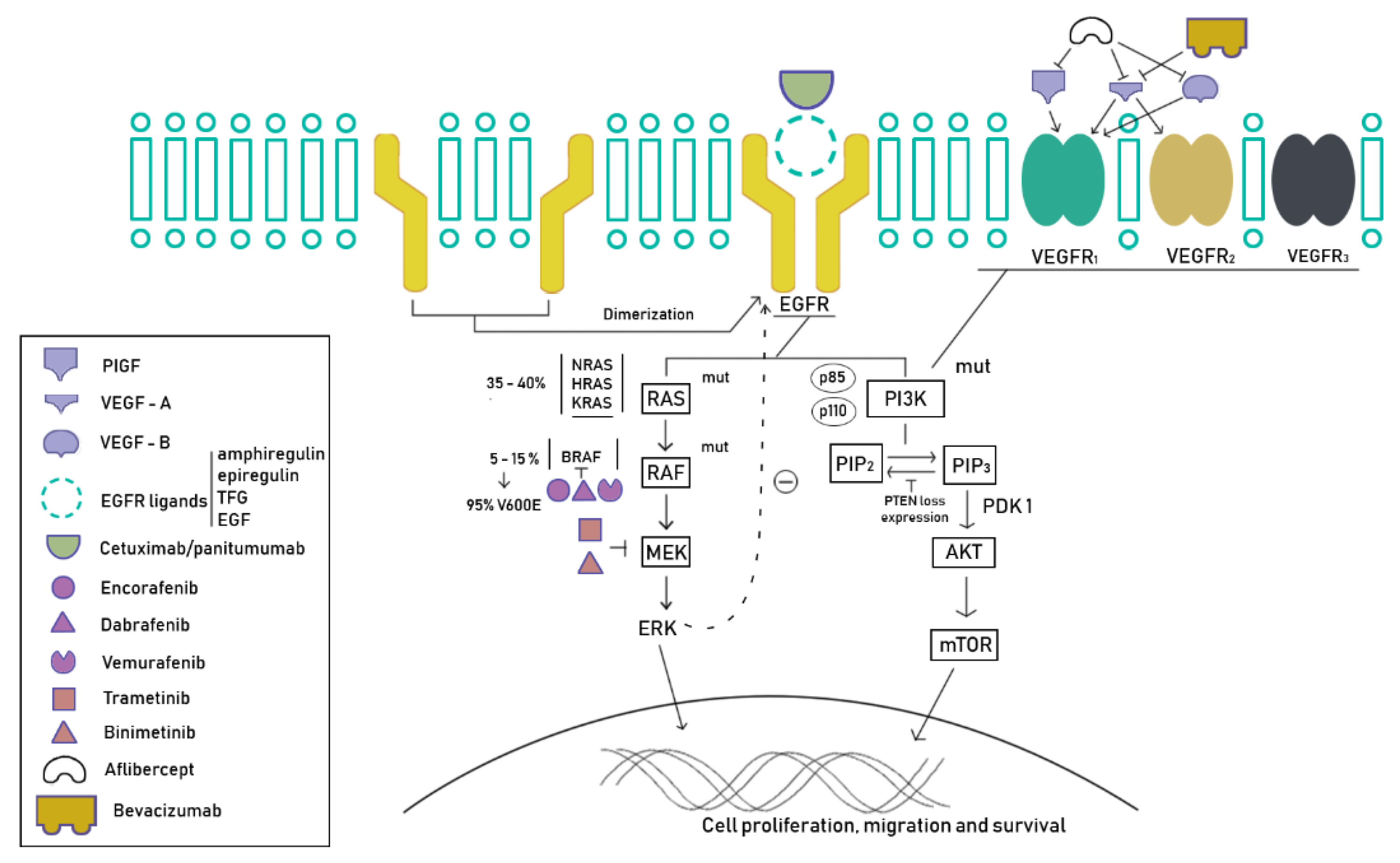Cancers 12 01571 g001