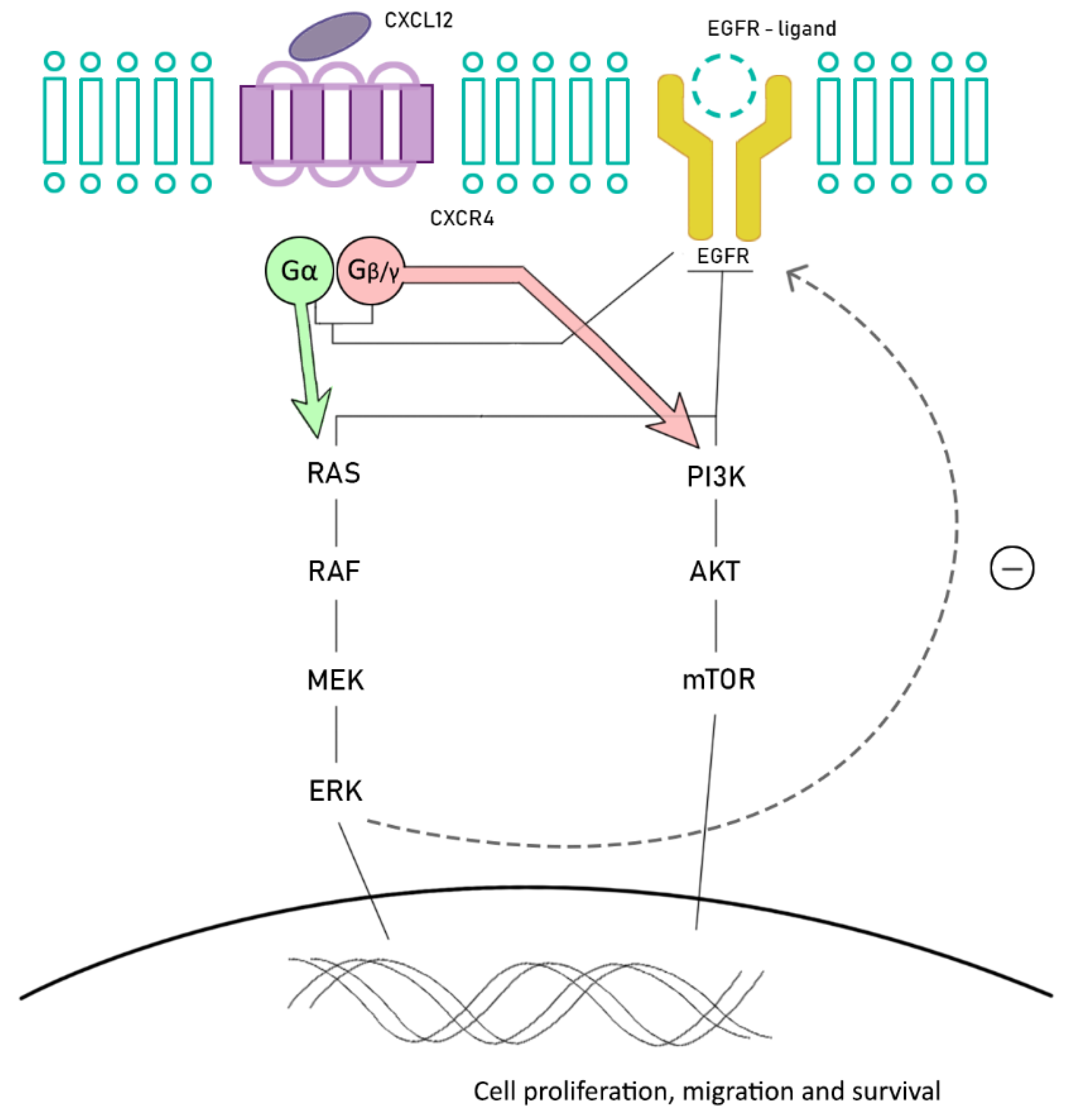 Cancers 12 01571 g002