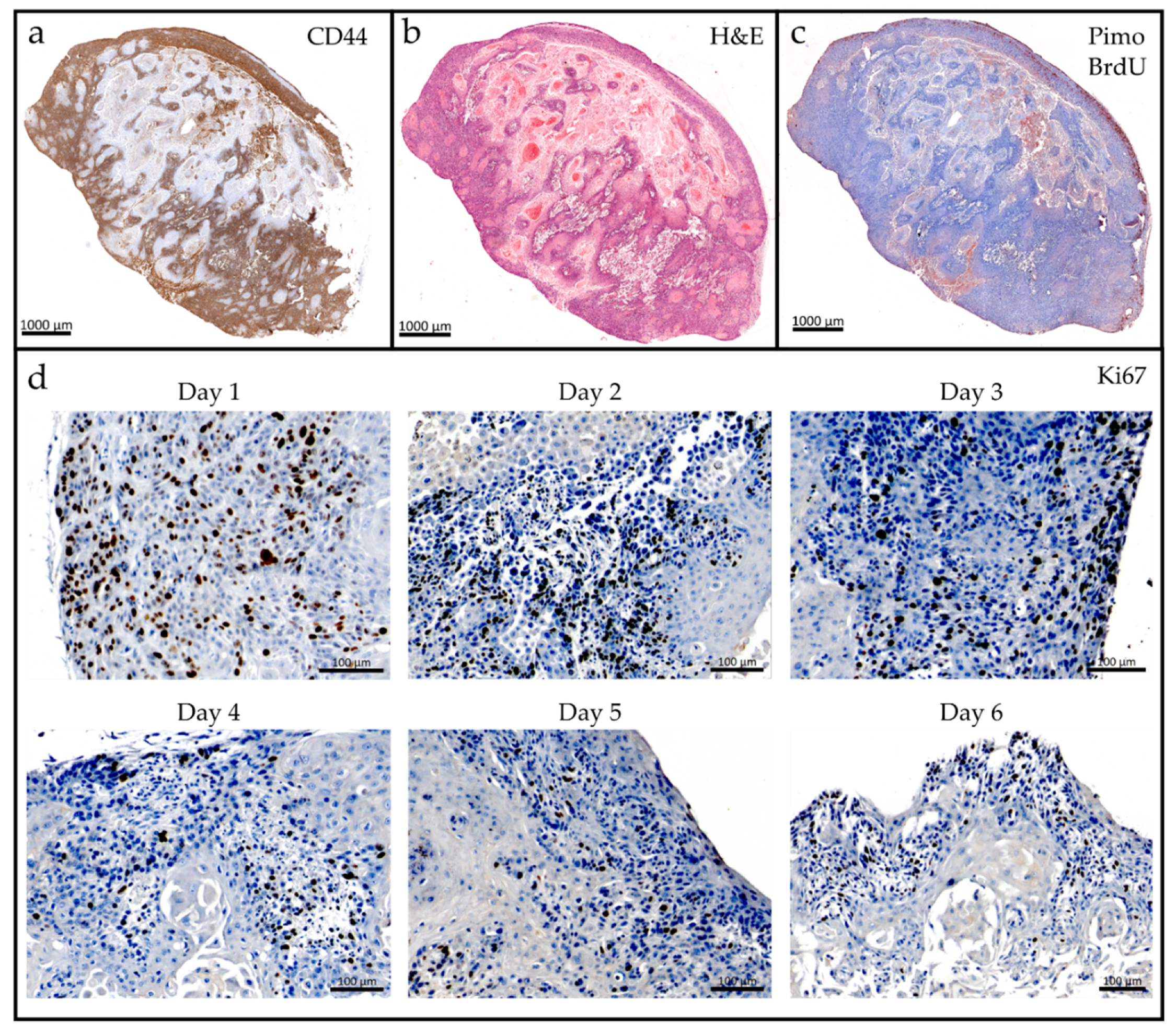 Cancers 12 01589 g003