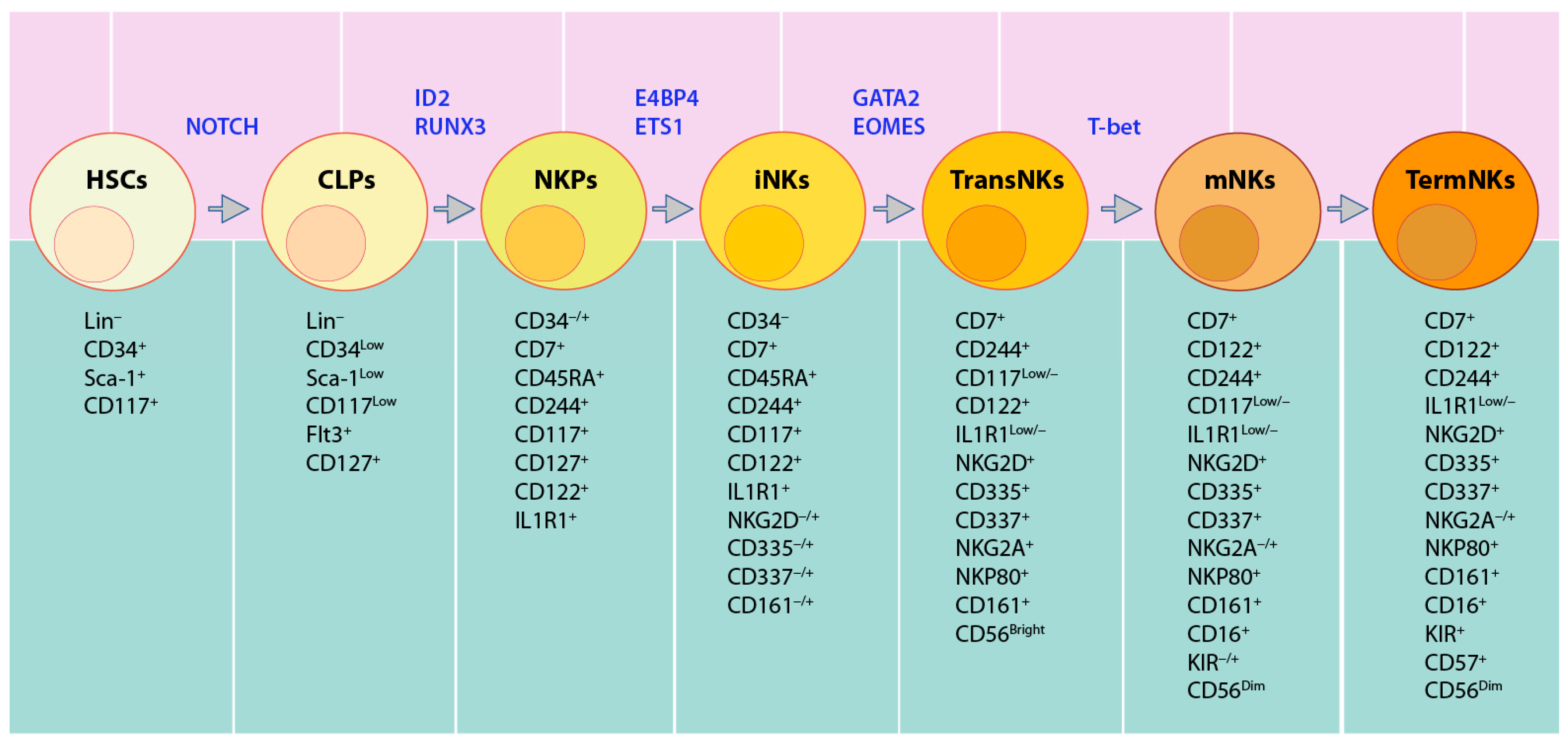 Cancers 12 01591 g003 Cancers 12 01591 g003