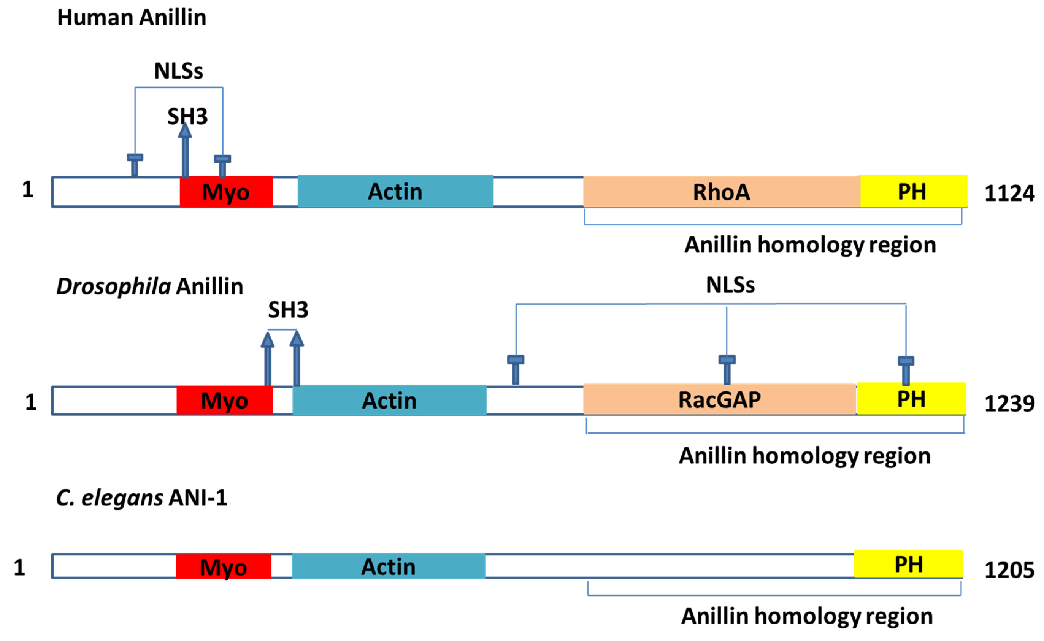 Cancers 12 01600 g001