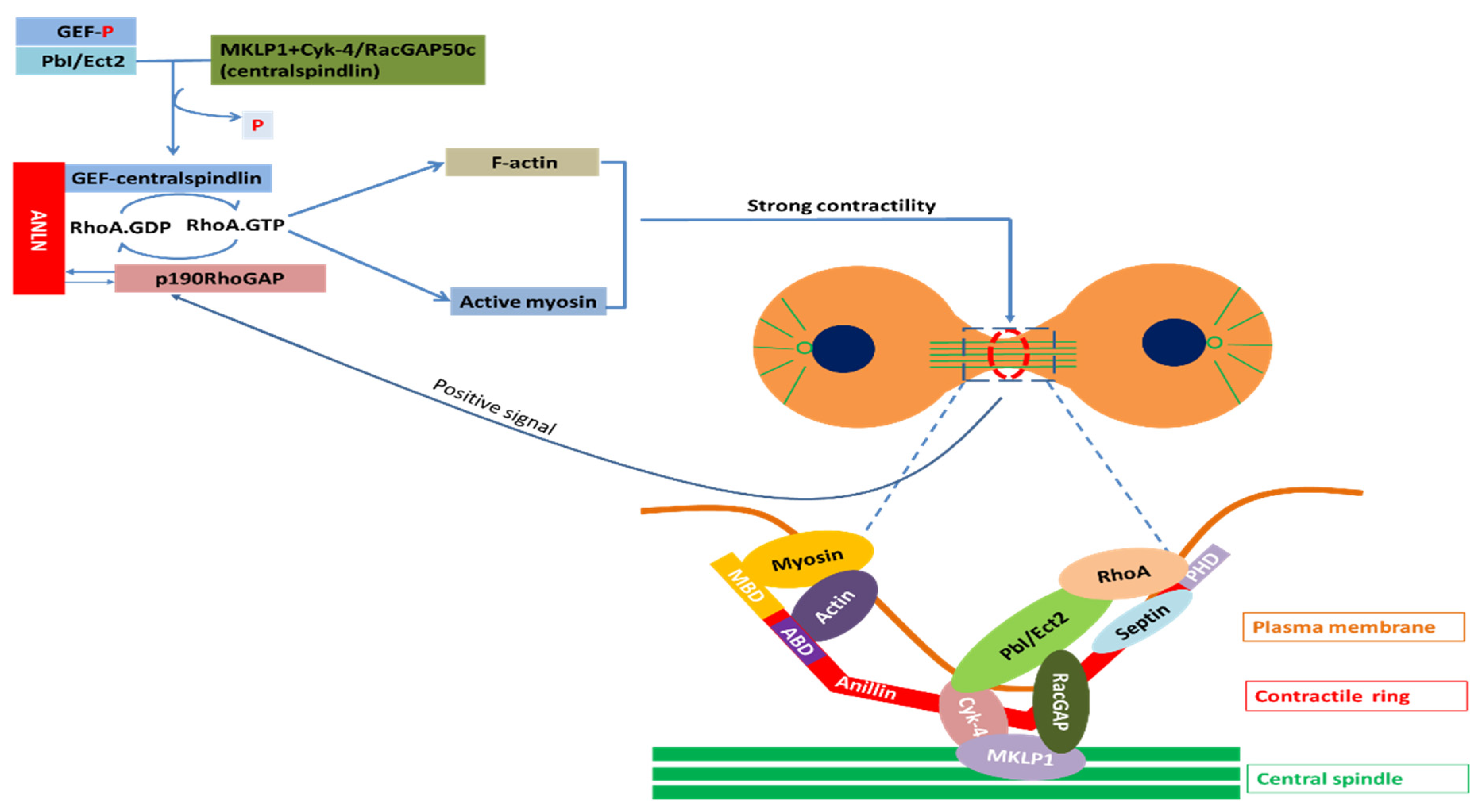Cancers 12 01600 g003