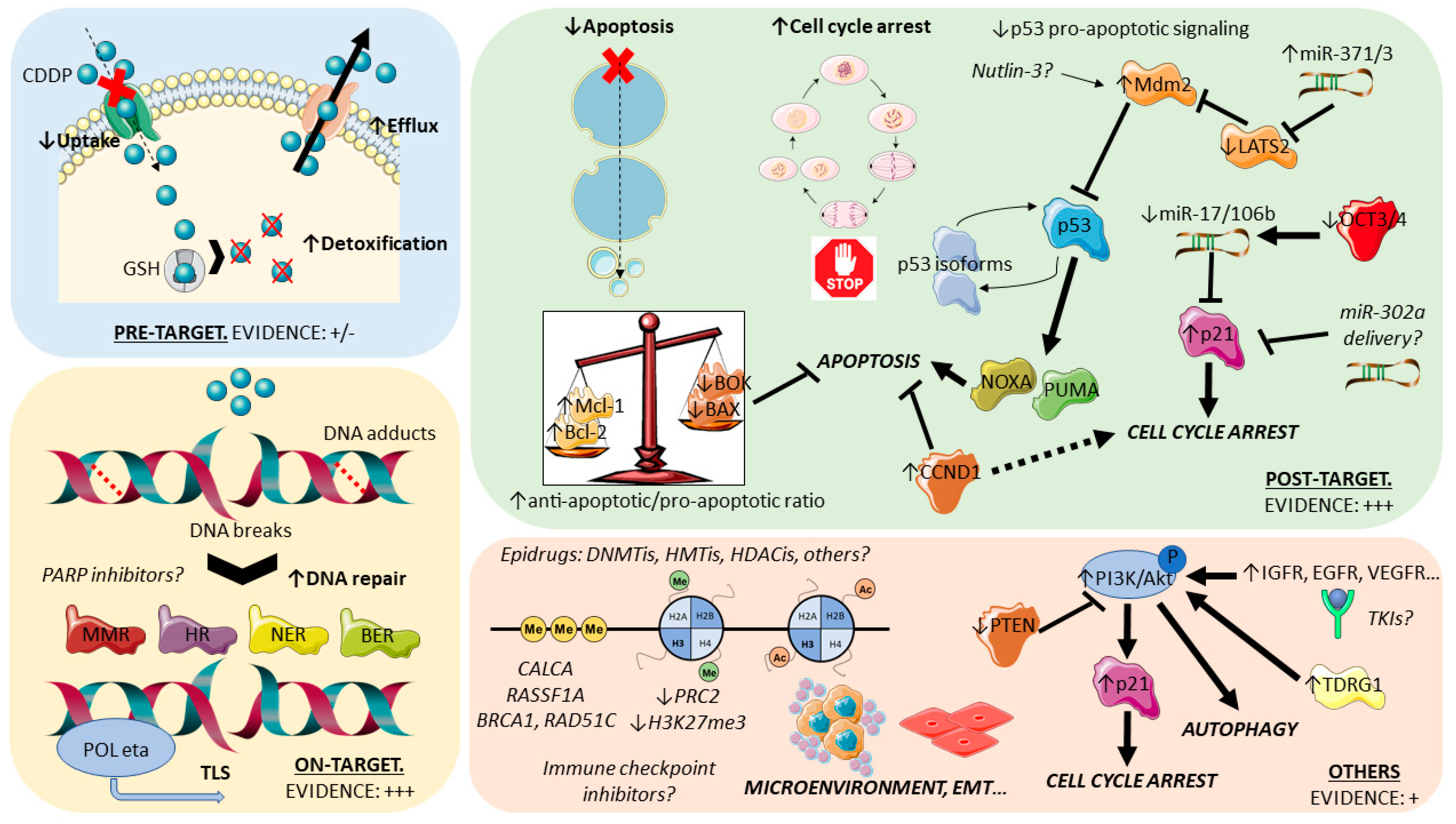 Cancers 12 01601 g002 Cancers 12 01601 g002