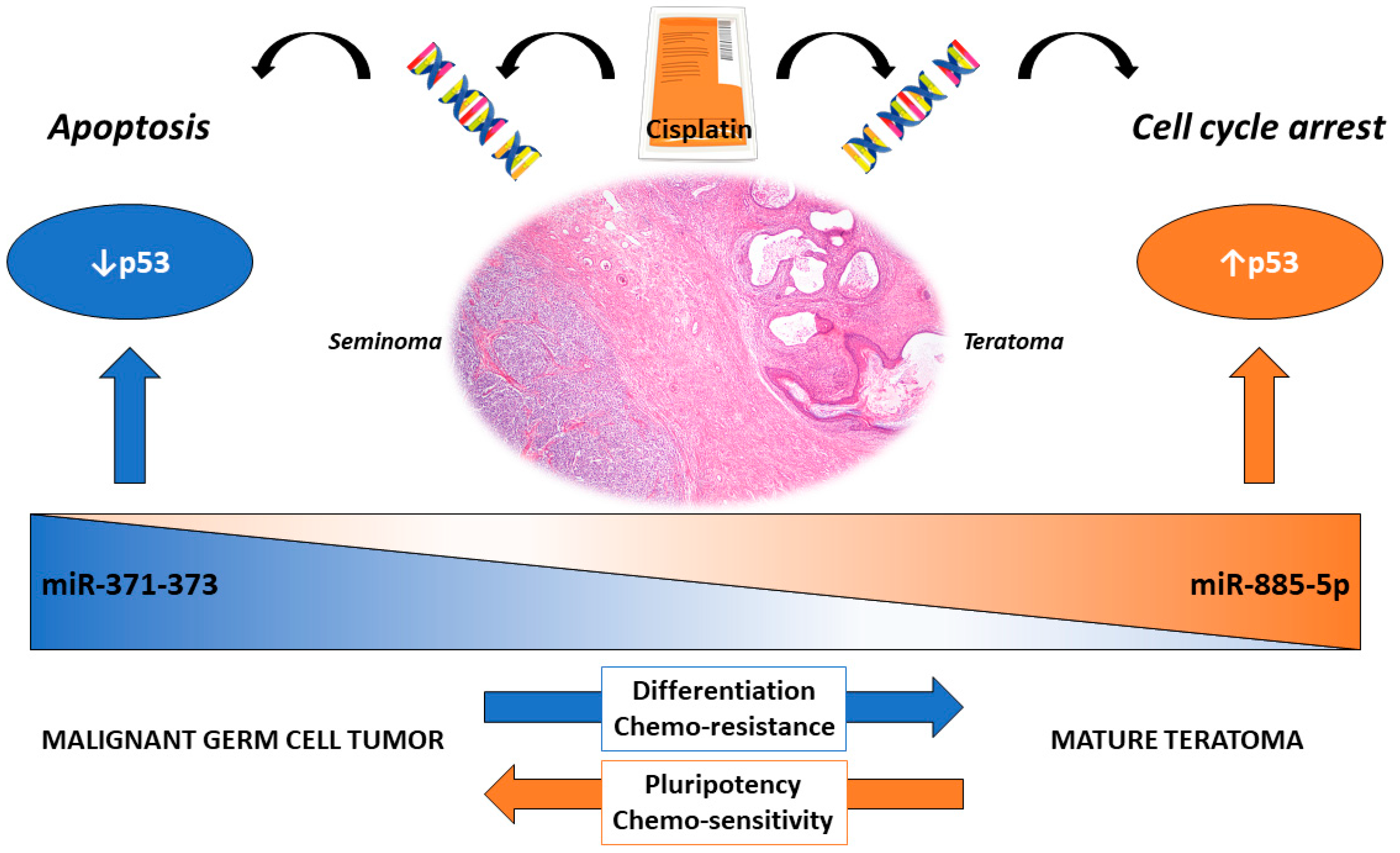Cancers 12 01601 g003 Cancers 12 01601 g003