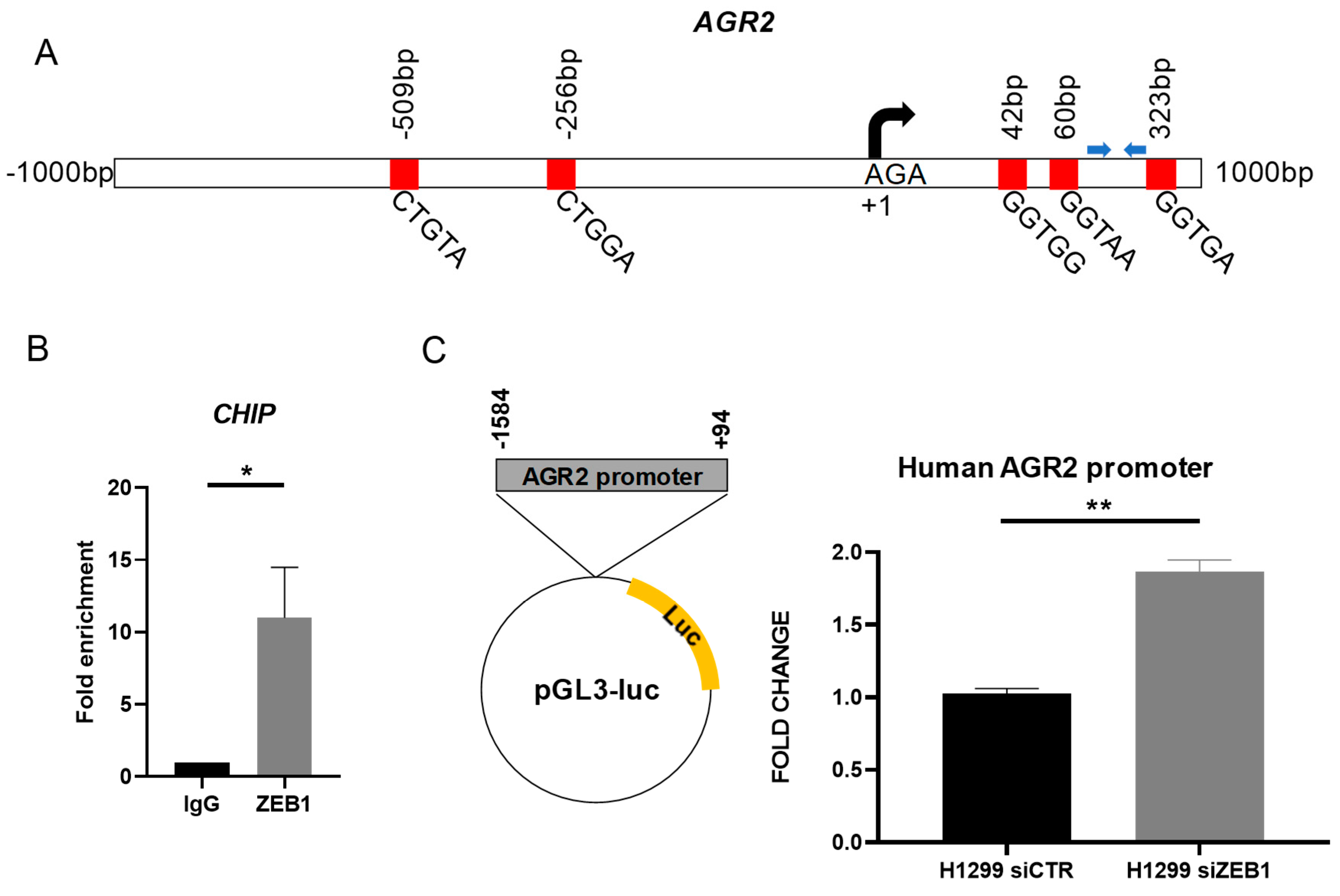 Cancers 12 01614 g003 Cancers 12 01614 g003