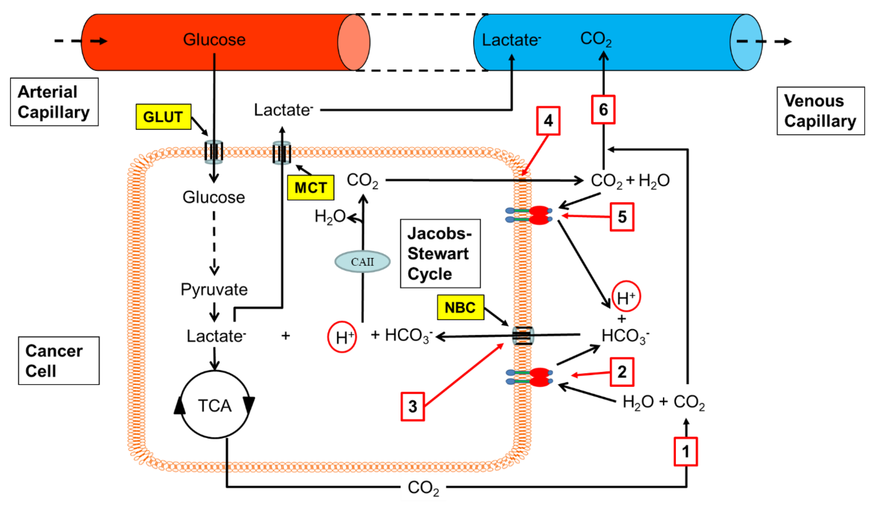 Cancers 12 01616 g002 Cancers 12 01616 g002