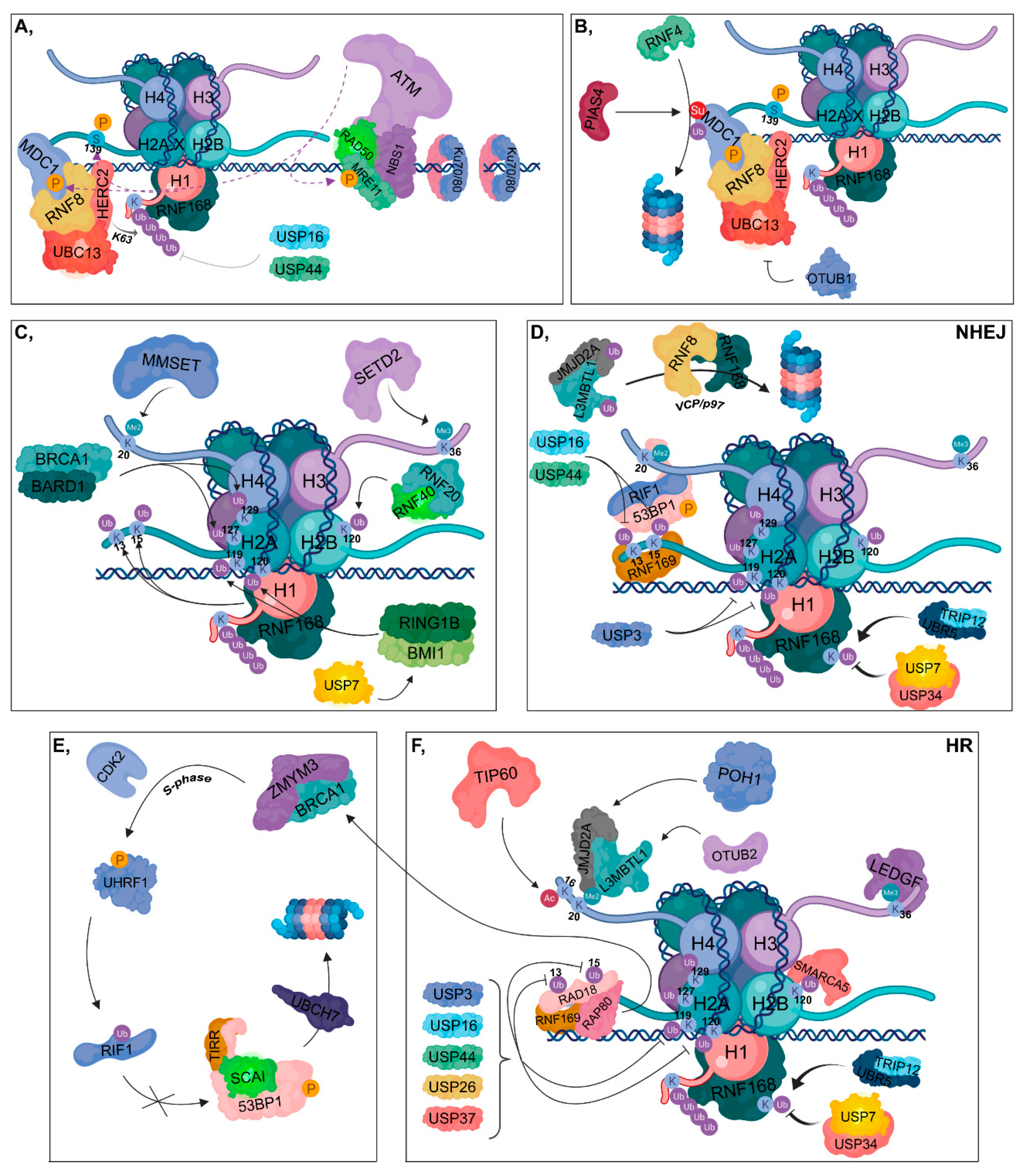 Cancers 12 01617 g002 Cancers 12 01617 g002