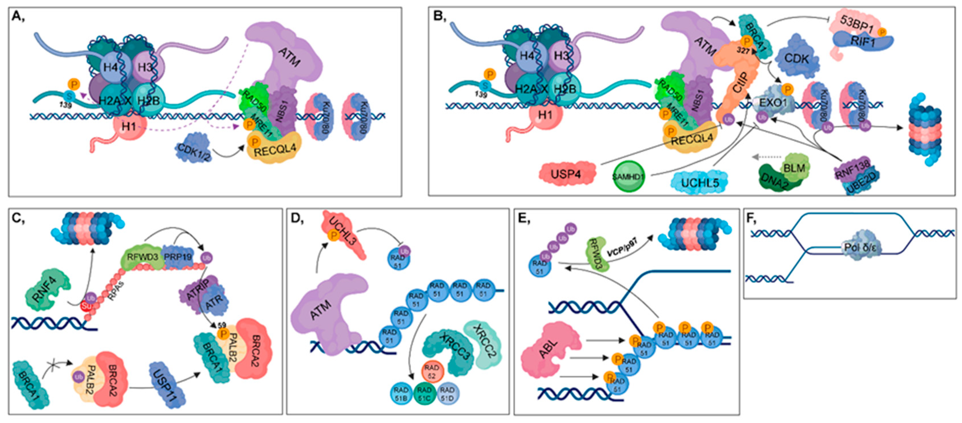 Rut 93になります‼️ Ubiquitylation-Mediated Fine-Tuning of DNA Double-Strand