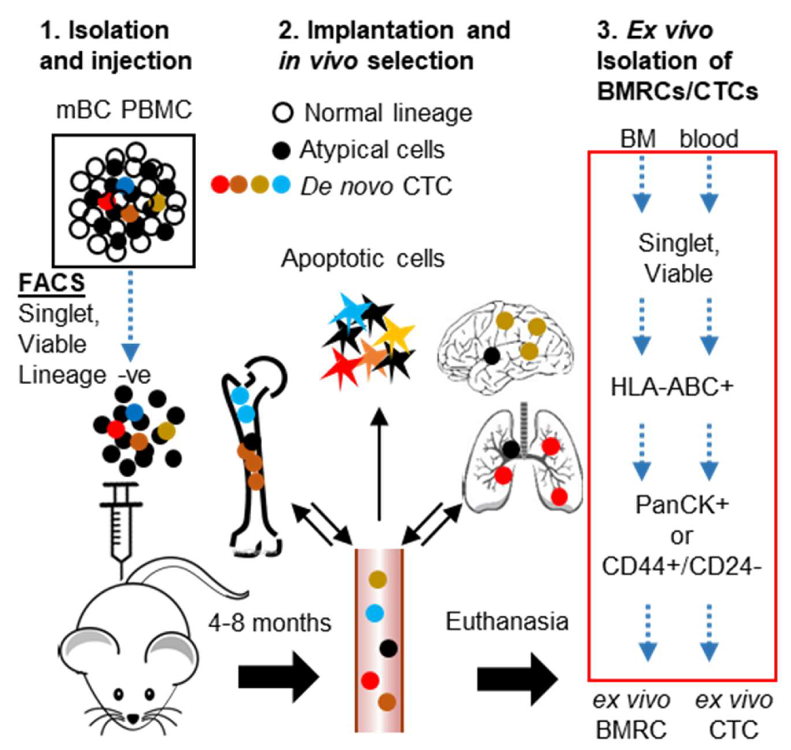 Cancers 12 01626 g001 Cancers 12 01626 g001