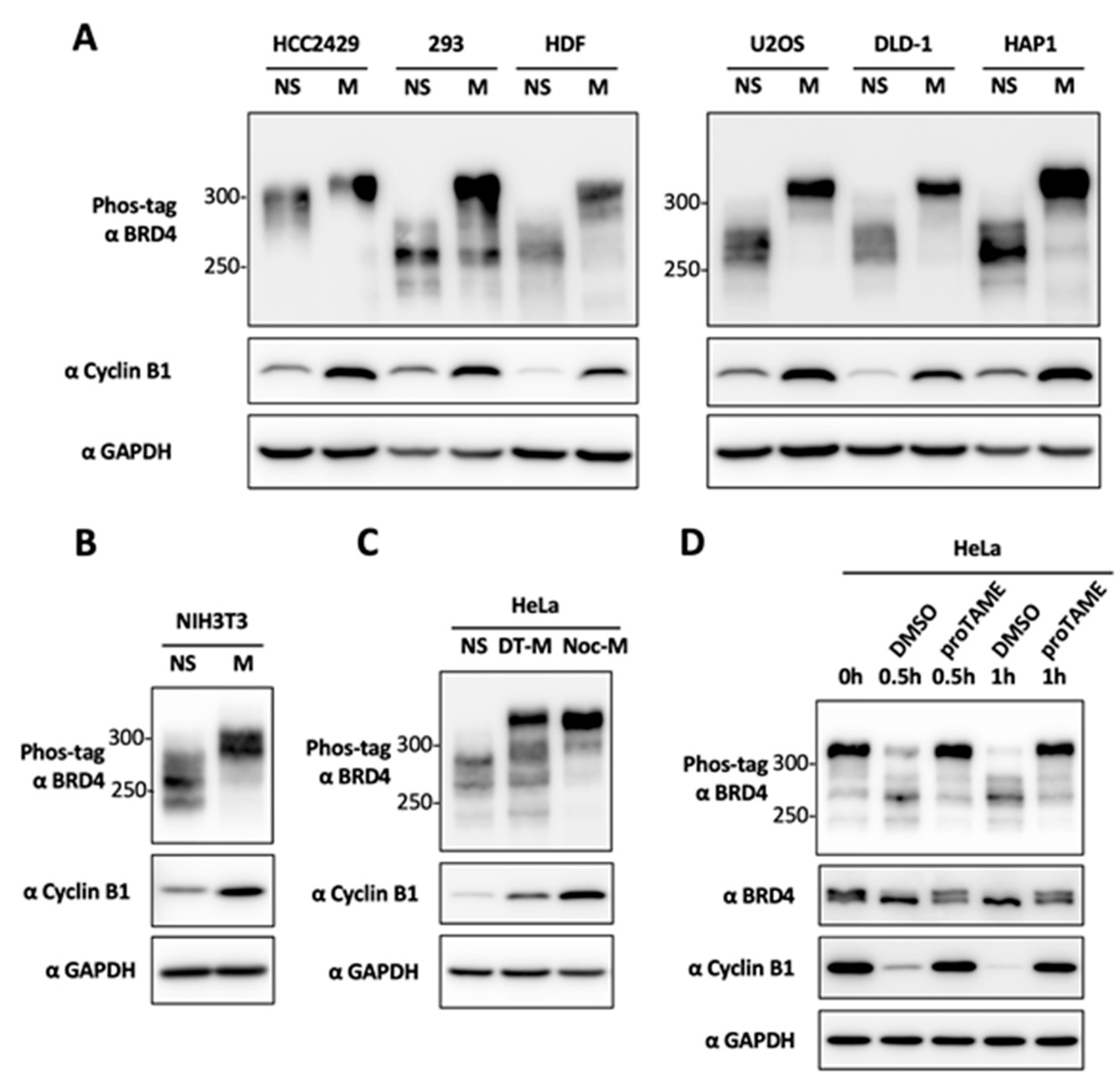 Cancers 12 01637 g001