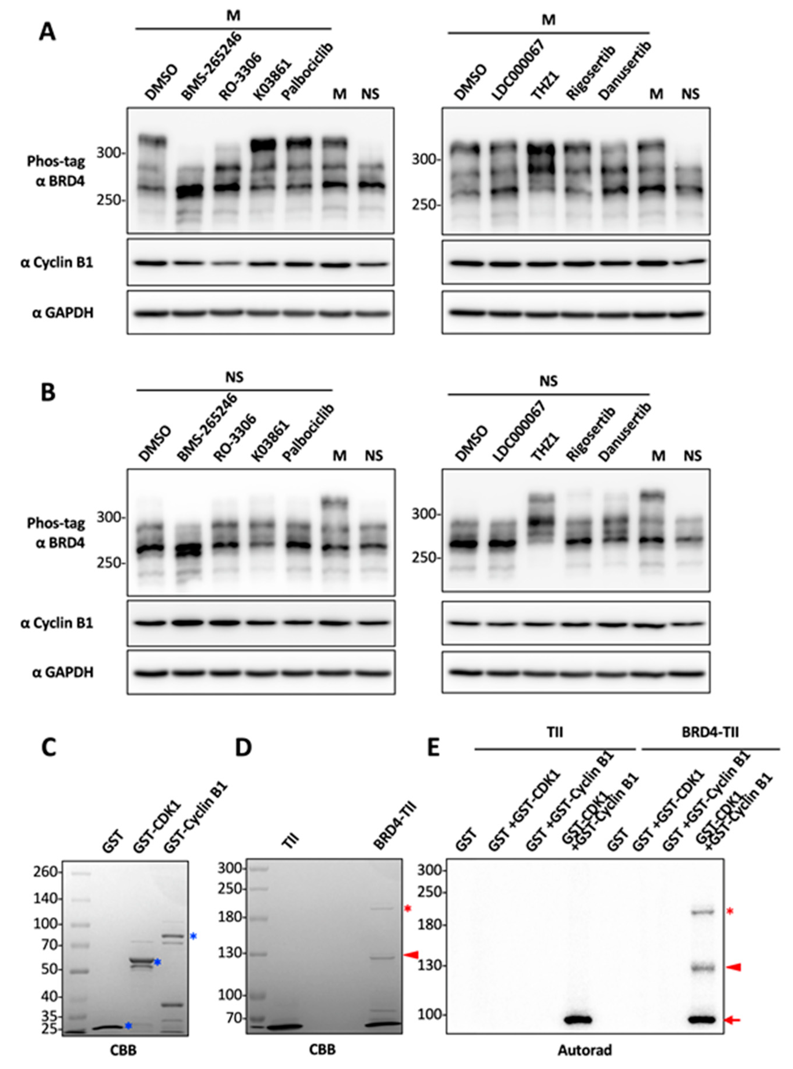 Cancers 12 01637 g002