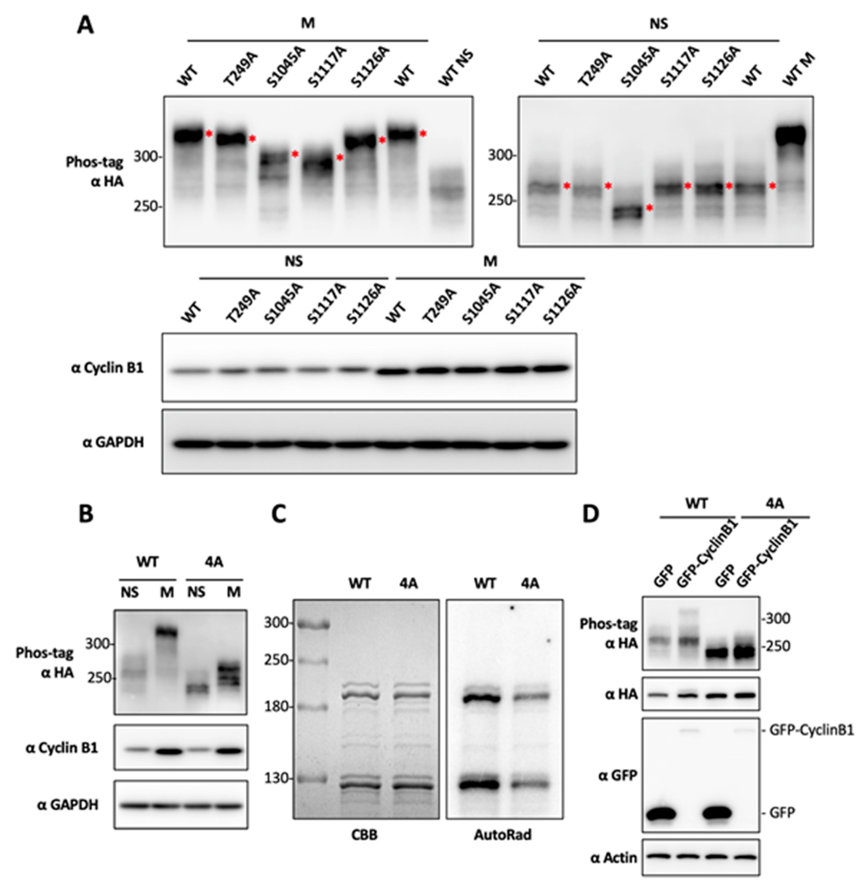 Cancers 12 01637 g003